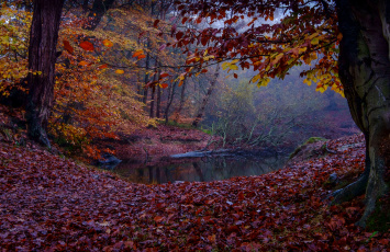 Картинка природа реки озера ручей лес осень