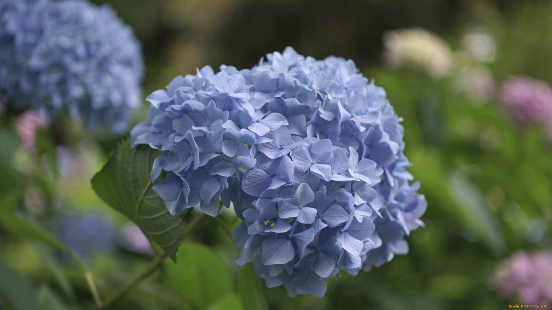 цветы, гортензия, hydrangea, пышность, лепестки, цветки, голубая, splendor, flowers, petals, blue