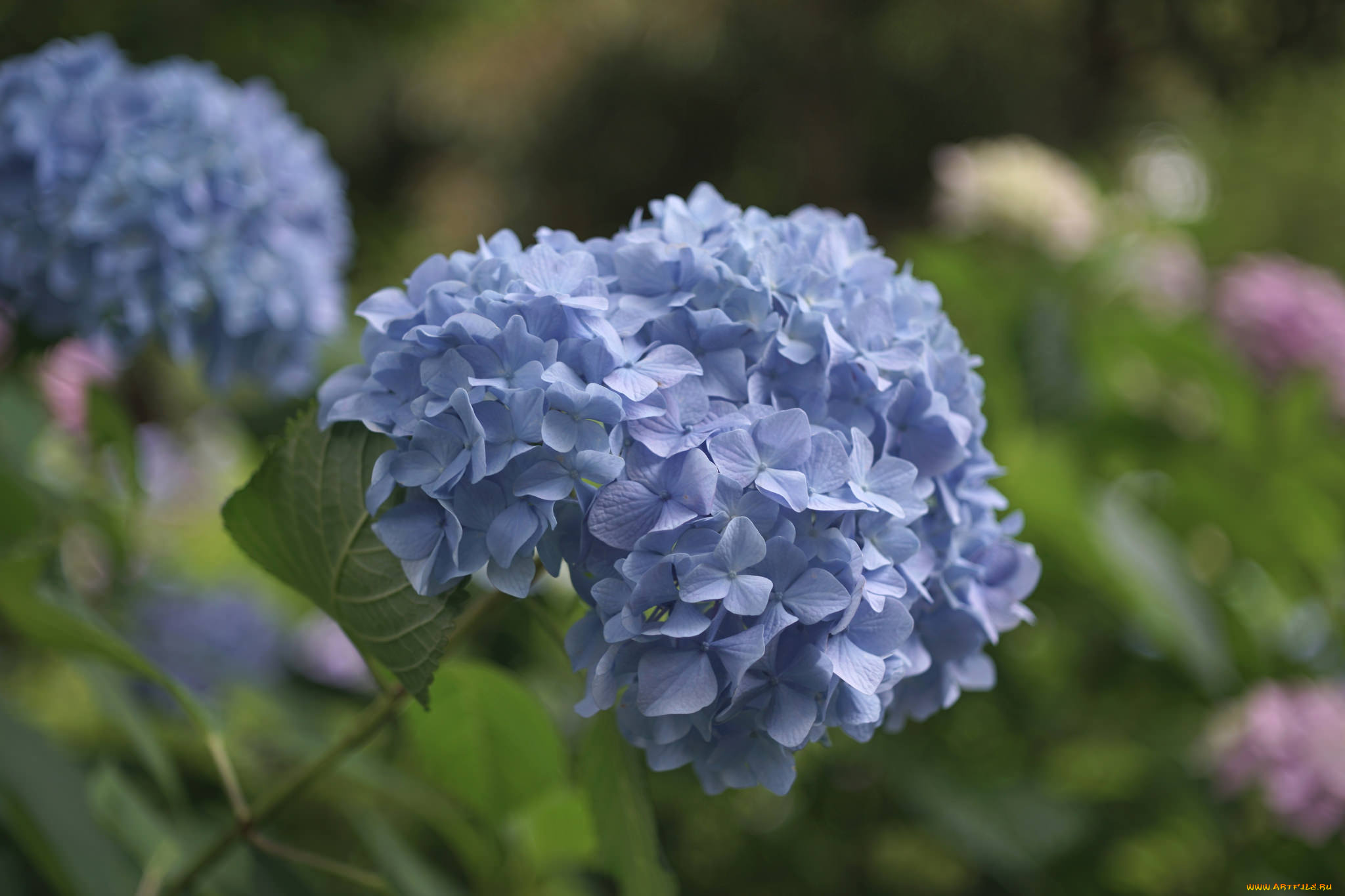 цветы, гортензия, hydrangea, пышность, лепестки, цветки, голубая, splendor, flowers, petals, blue