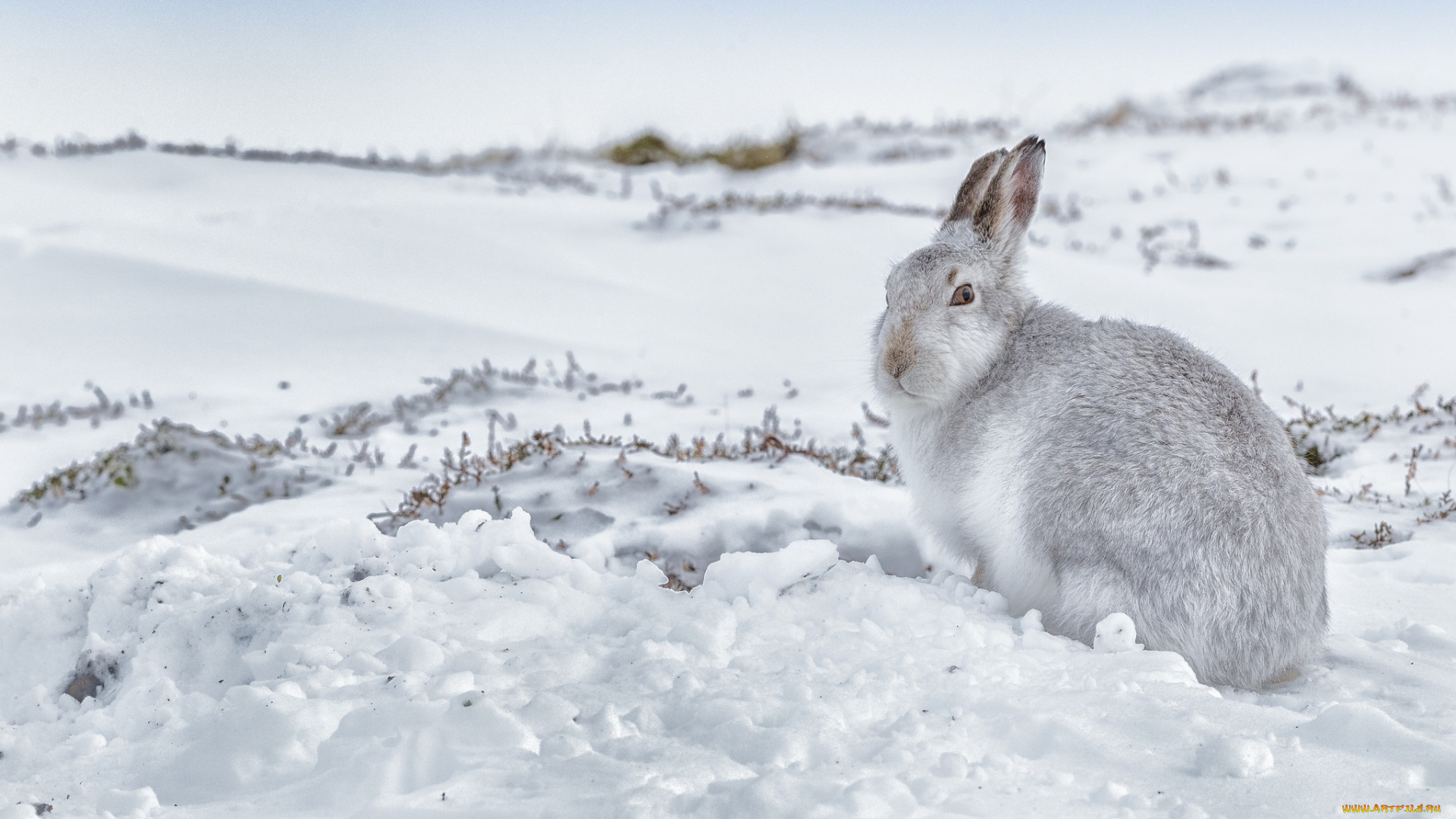 животные, кролики, , зайцы, заец, снег