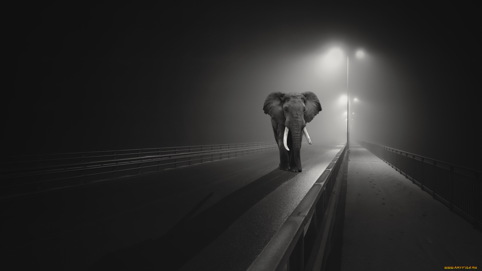 животные, слоны, мост, ночь, город, слон
