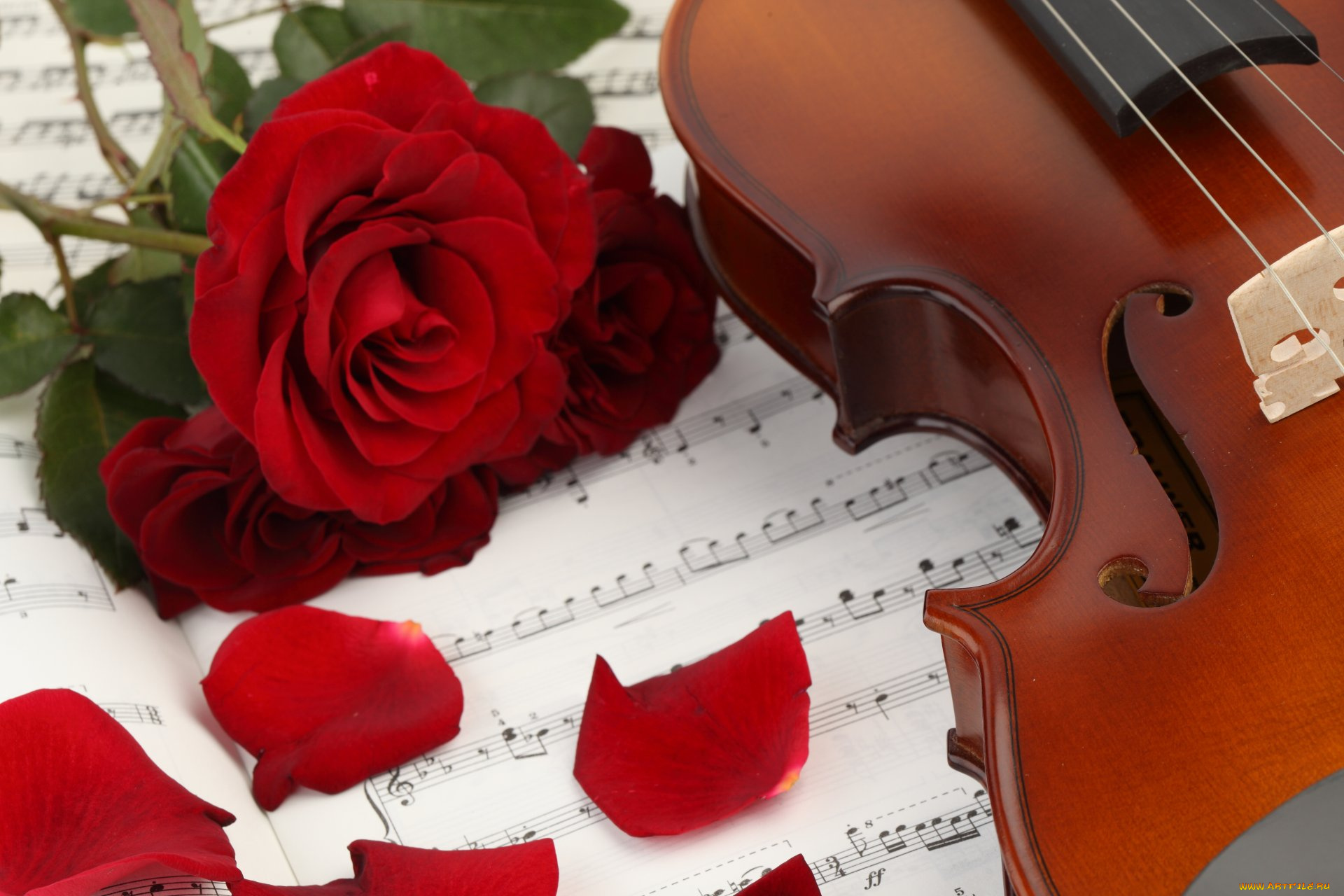 музыка, -музыкальные, инструменты, скрипка, цветы, ноты