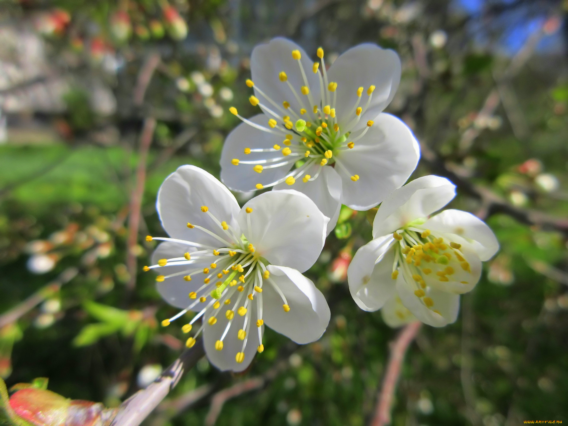 цветы, сакура, , вишня, весна, 2018