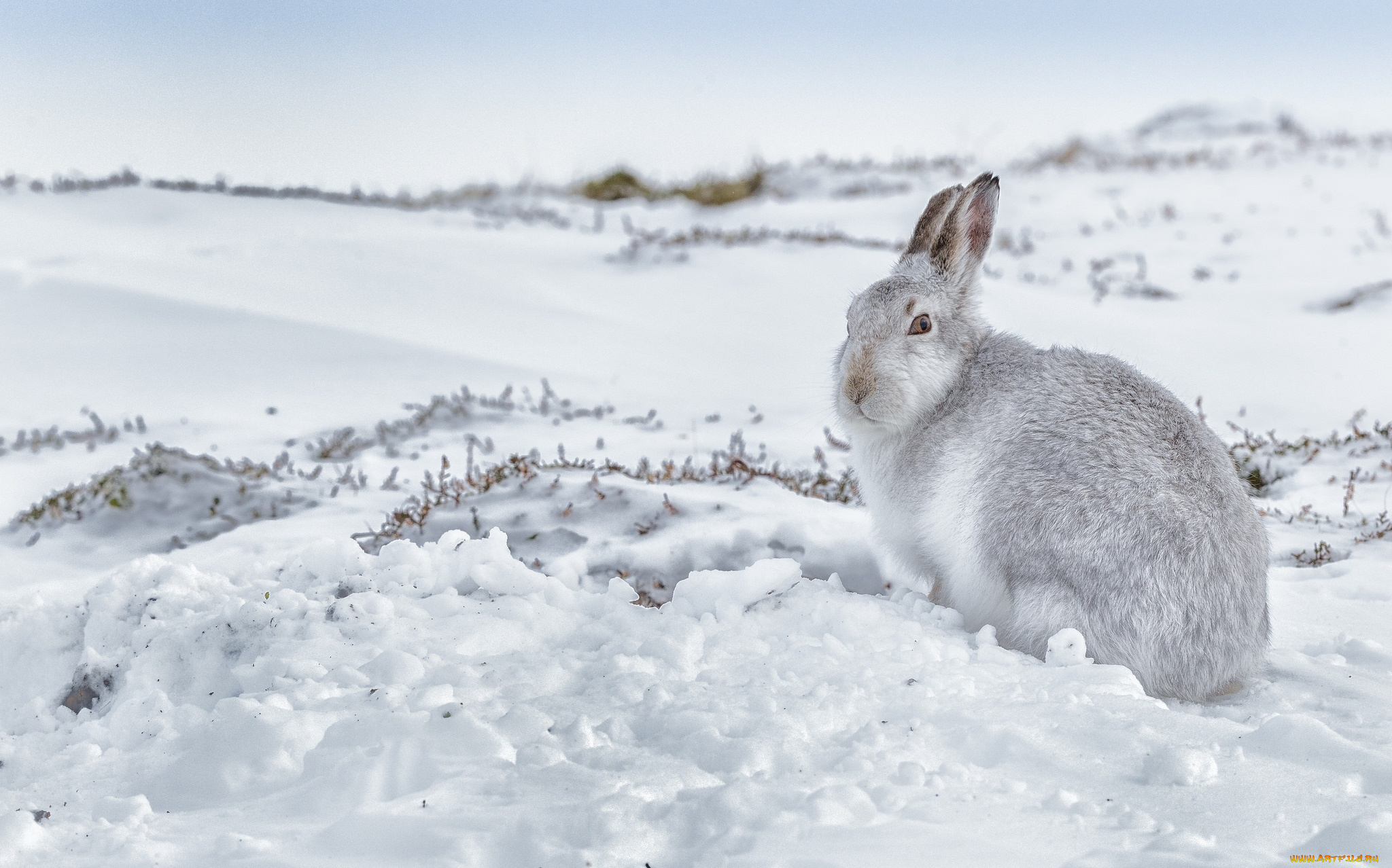животные, кролики, , зайцы, заец, снег