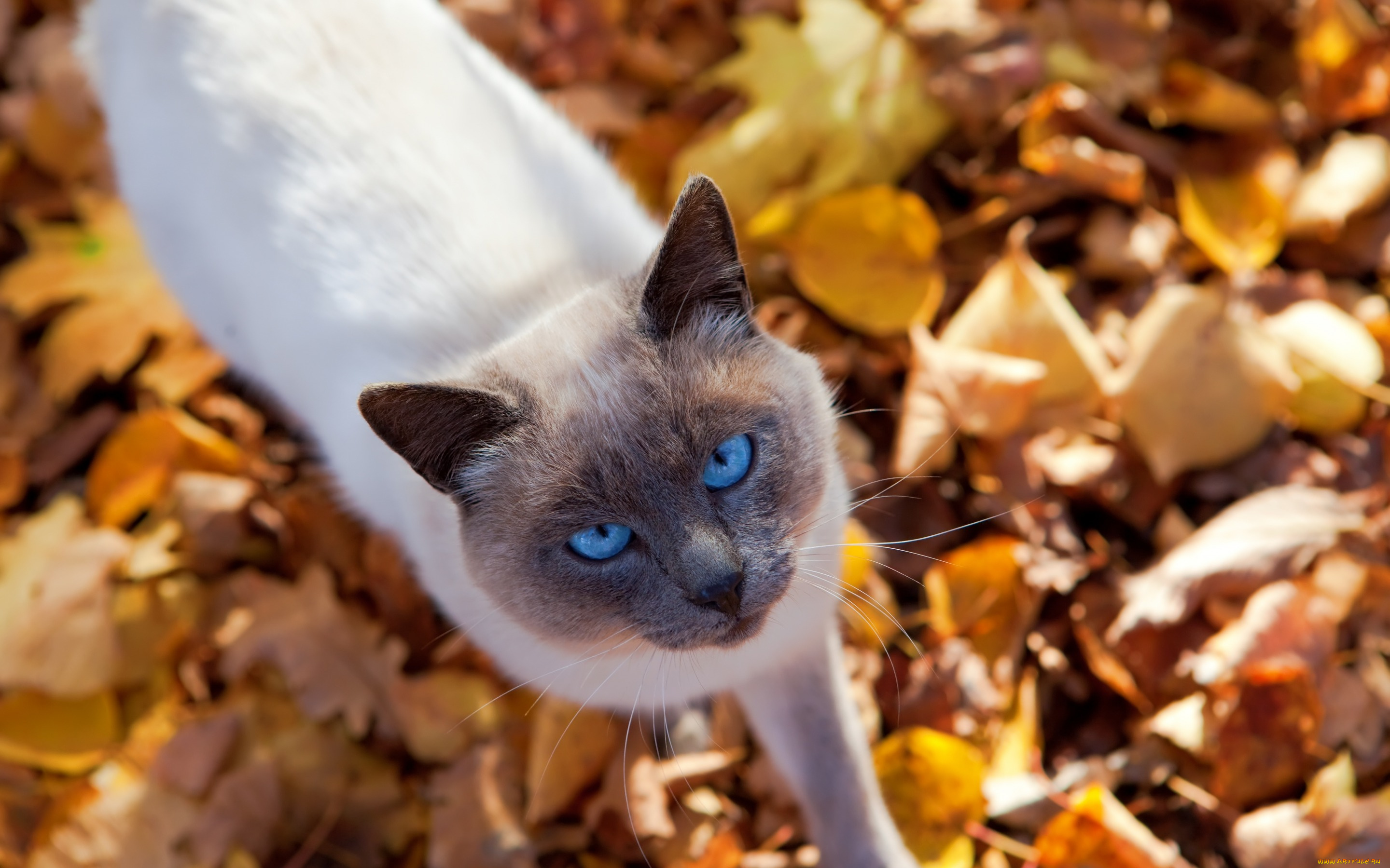 животные, коты, взгляд, животное, осень, листья, кот, природа, котик
