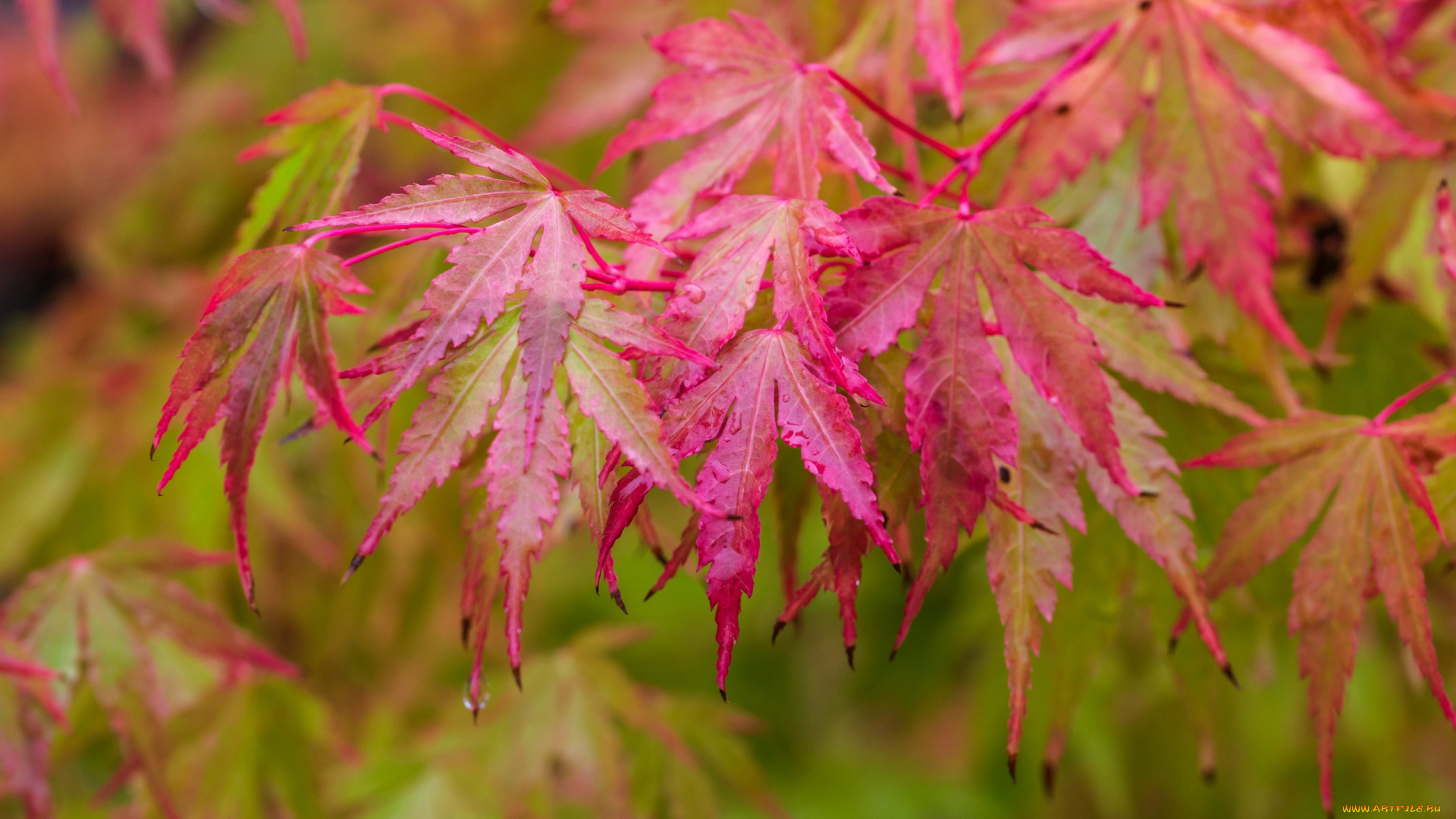 japanese, maple, leaves, природа, листья, japanese, maple, leaves