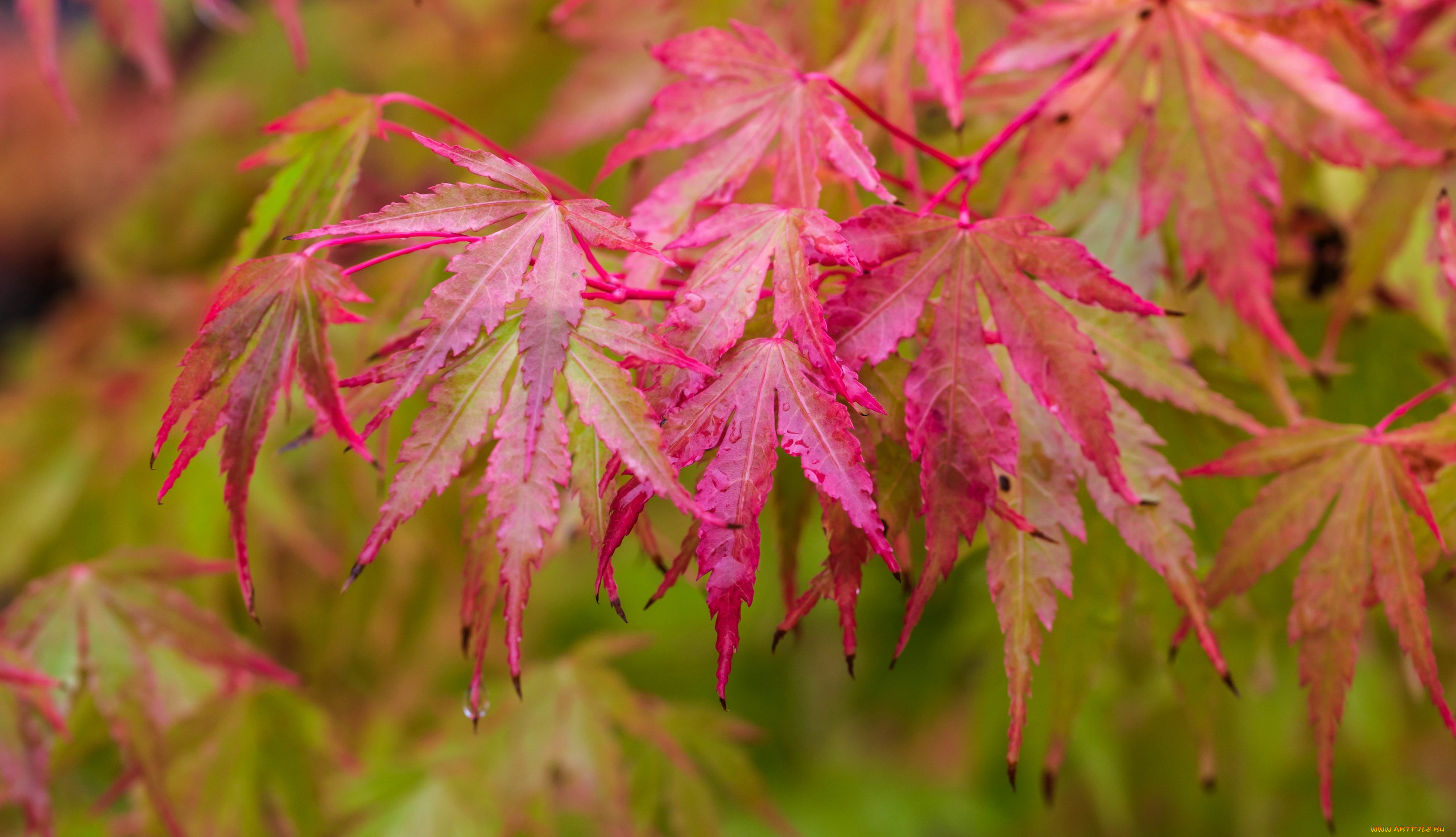 japanese, maple, leaves, природа, листья, japanese, maple, leaves