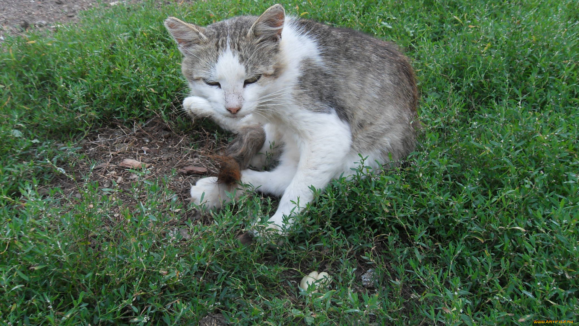 животные, коты, кошка