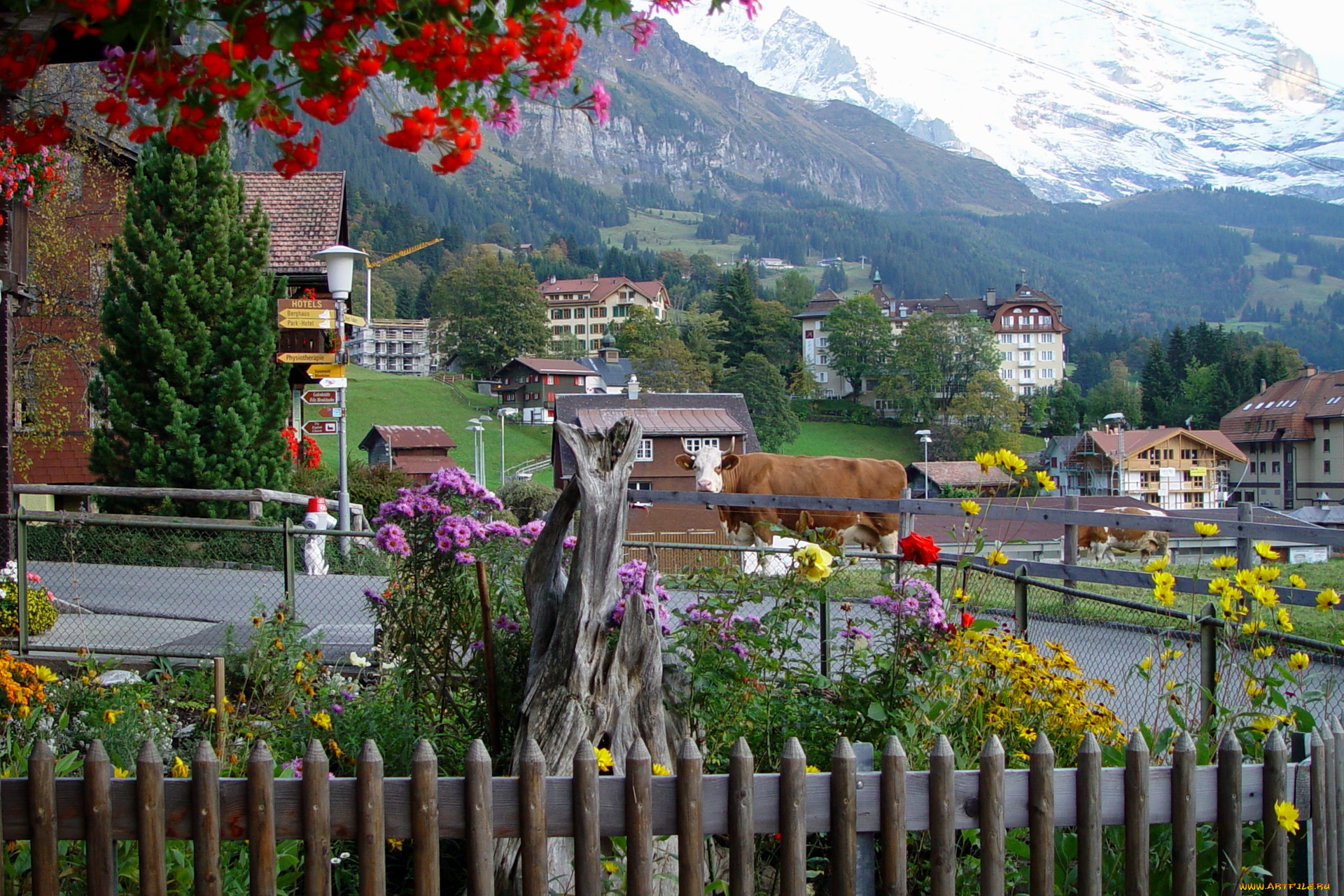 швейцария, берн, города, цветы, дома, фонари, коровы
