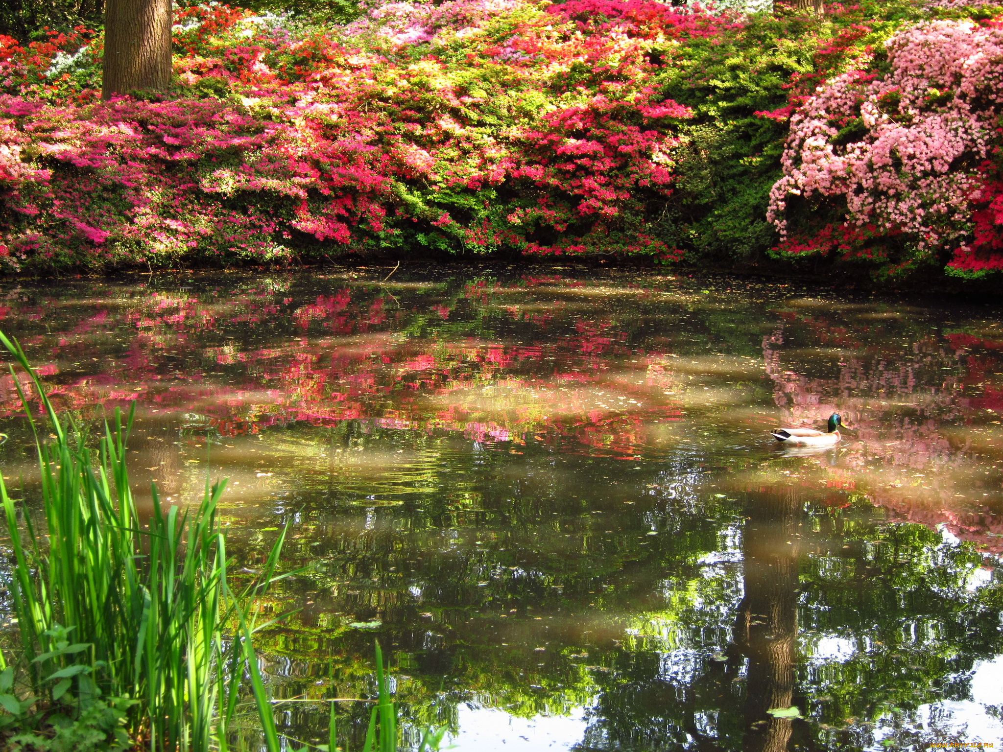 azalea, garden, richmond, england, природа, парк, азалия, водоем