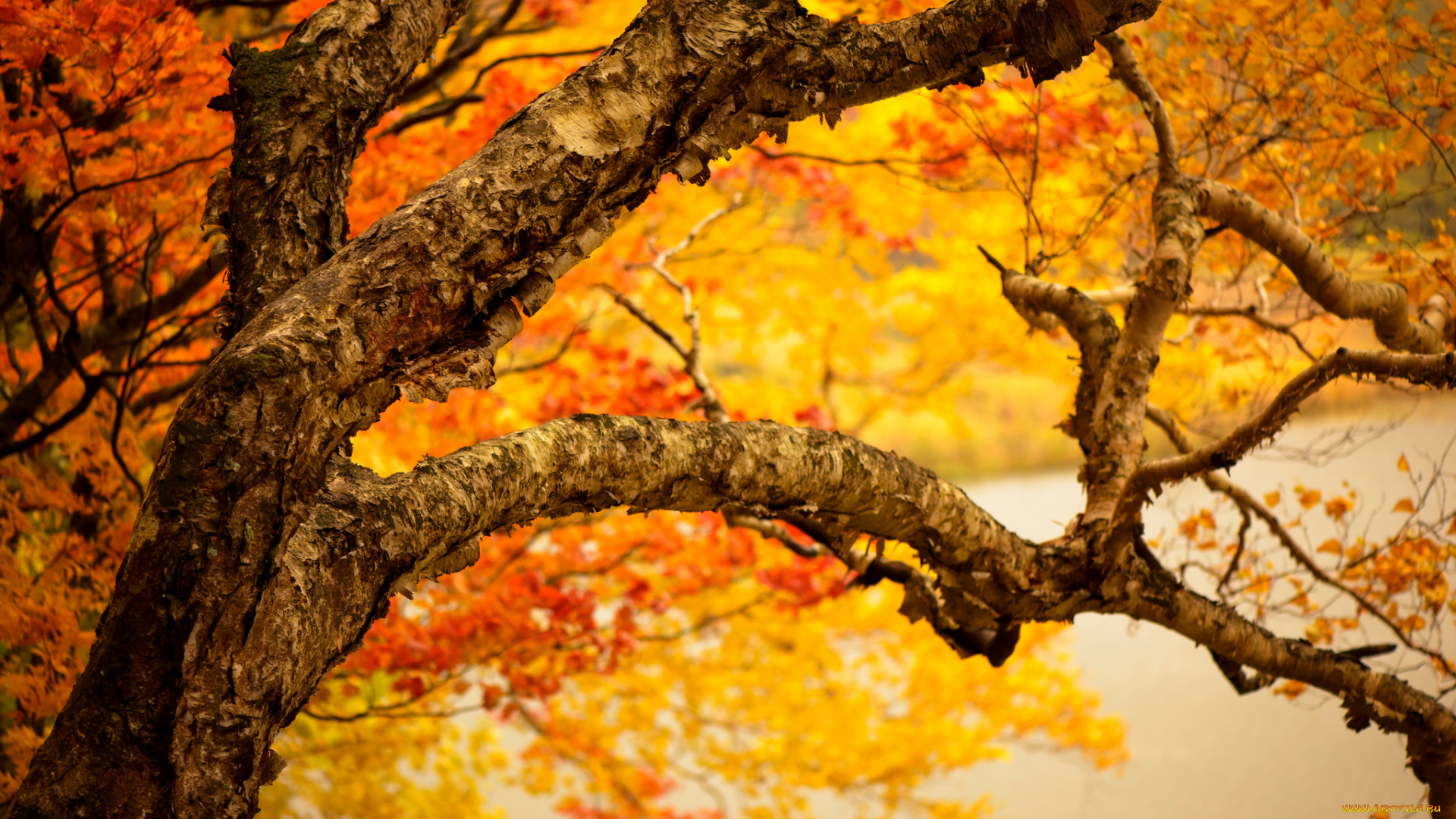 природа, деревья, ветки, листья, желтые, осень, ствол, дерево