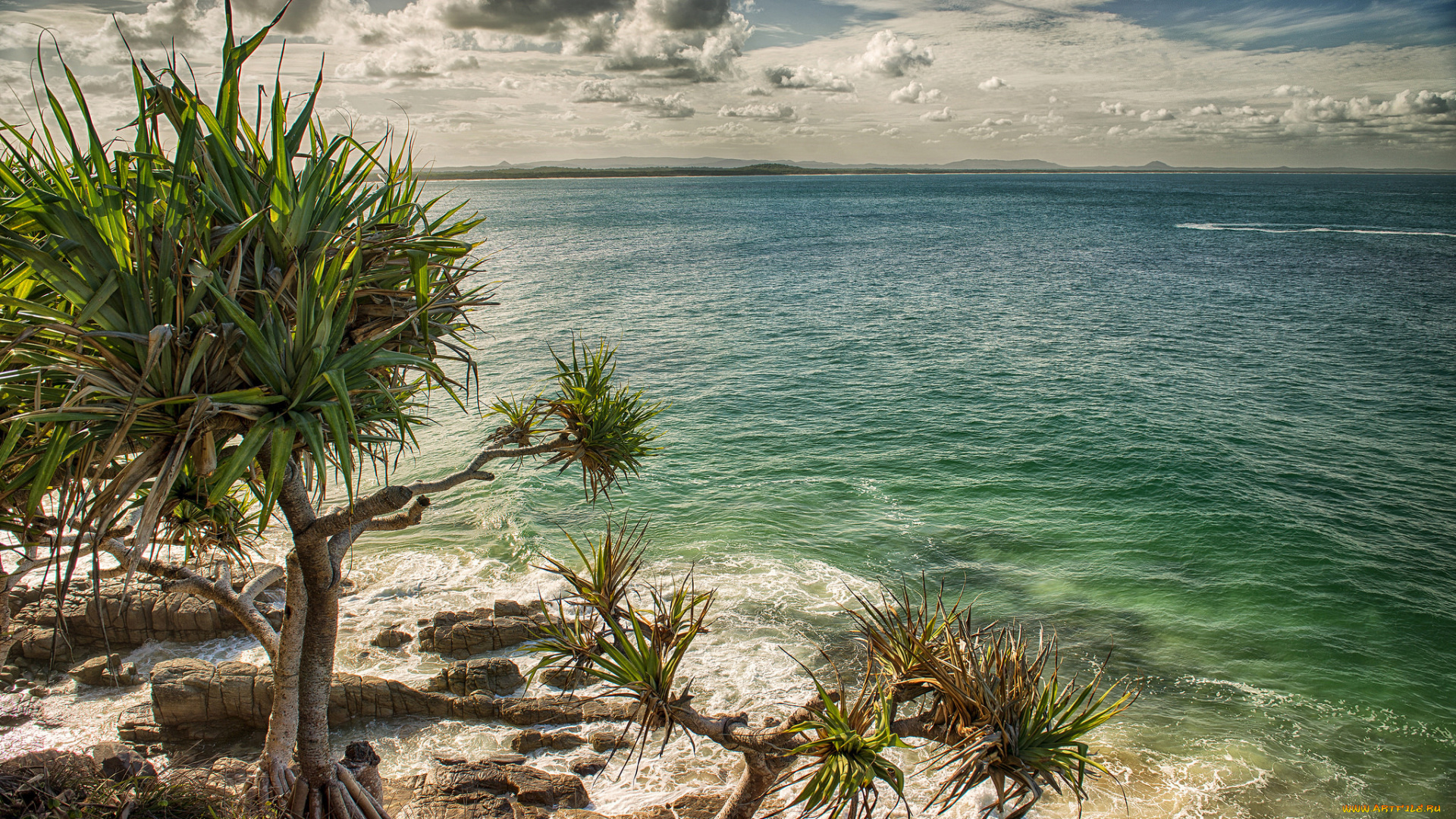 природа, побережье, пляж, австралия, пальмы, море