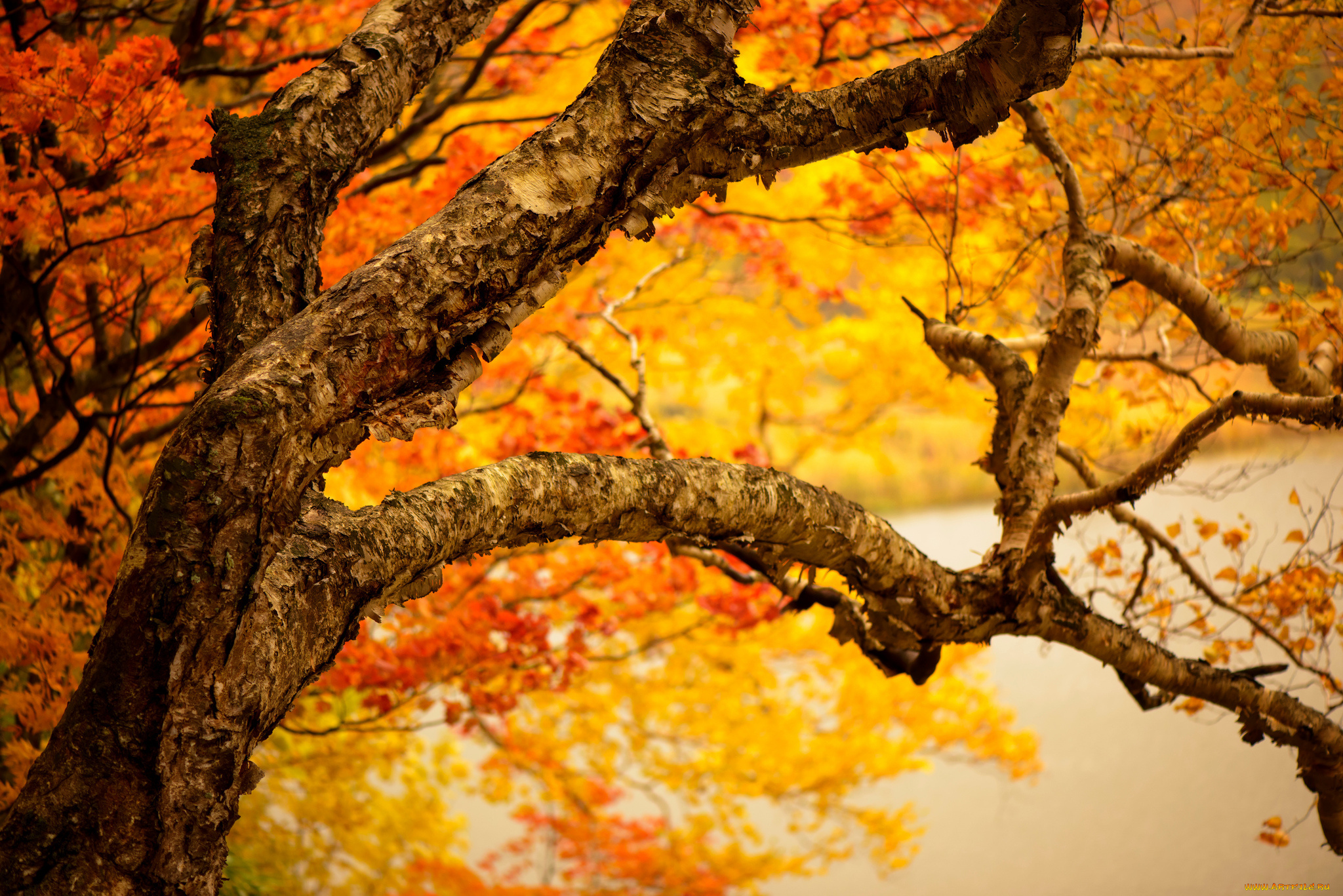 природа, деревья, ветки, листья, желтые, осень, ствол, дерево