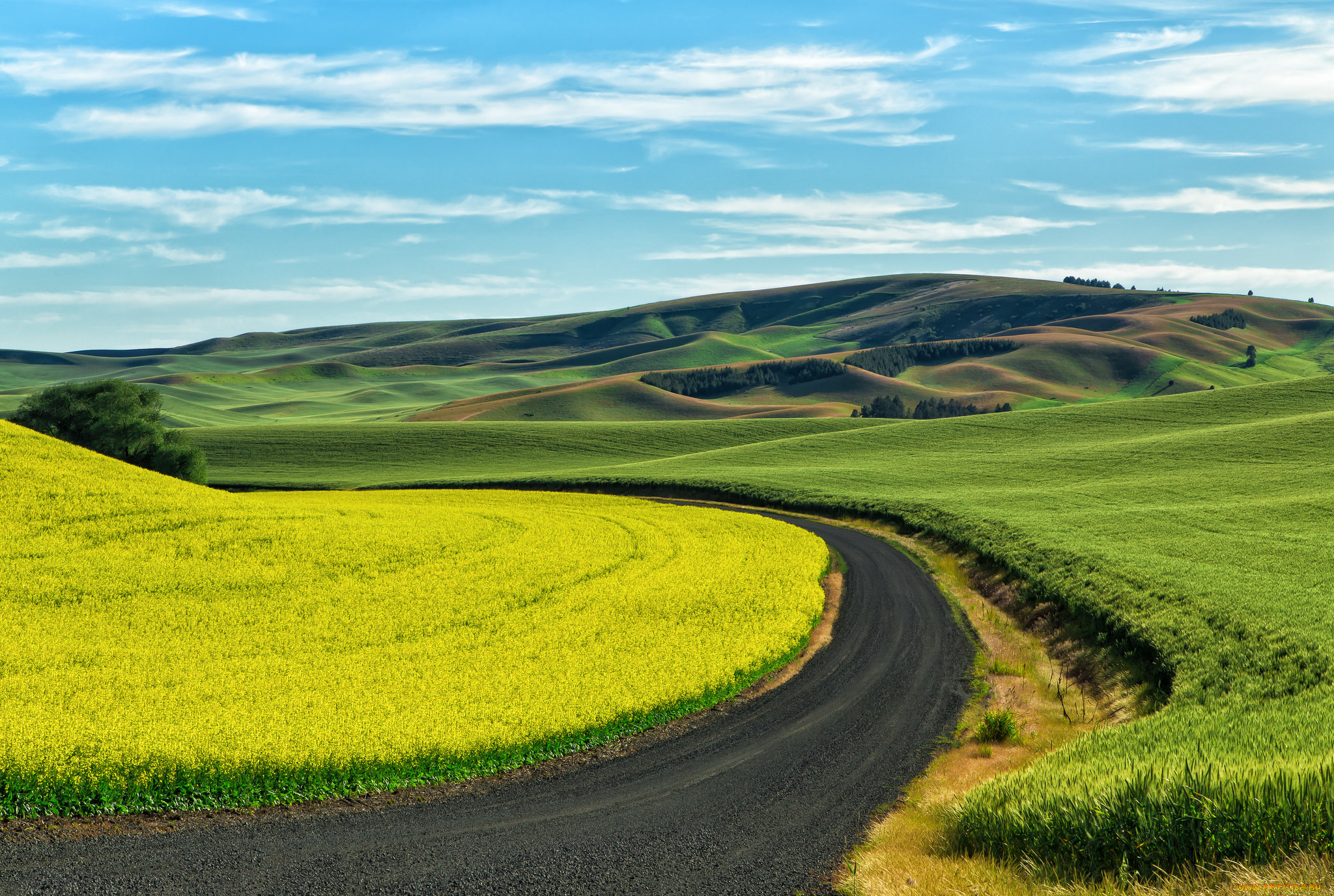 природа, дороги, пшеница, поля, сша, palouse, проселочная, дорога, посевы, юго-восточный, вашингтон, рапс