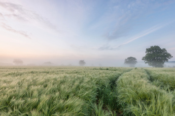 Картинка природа поля туман ячмень утро деревья поле