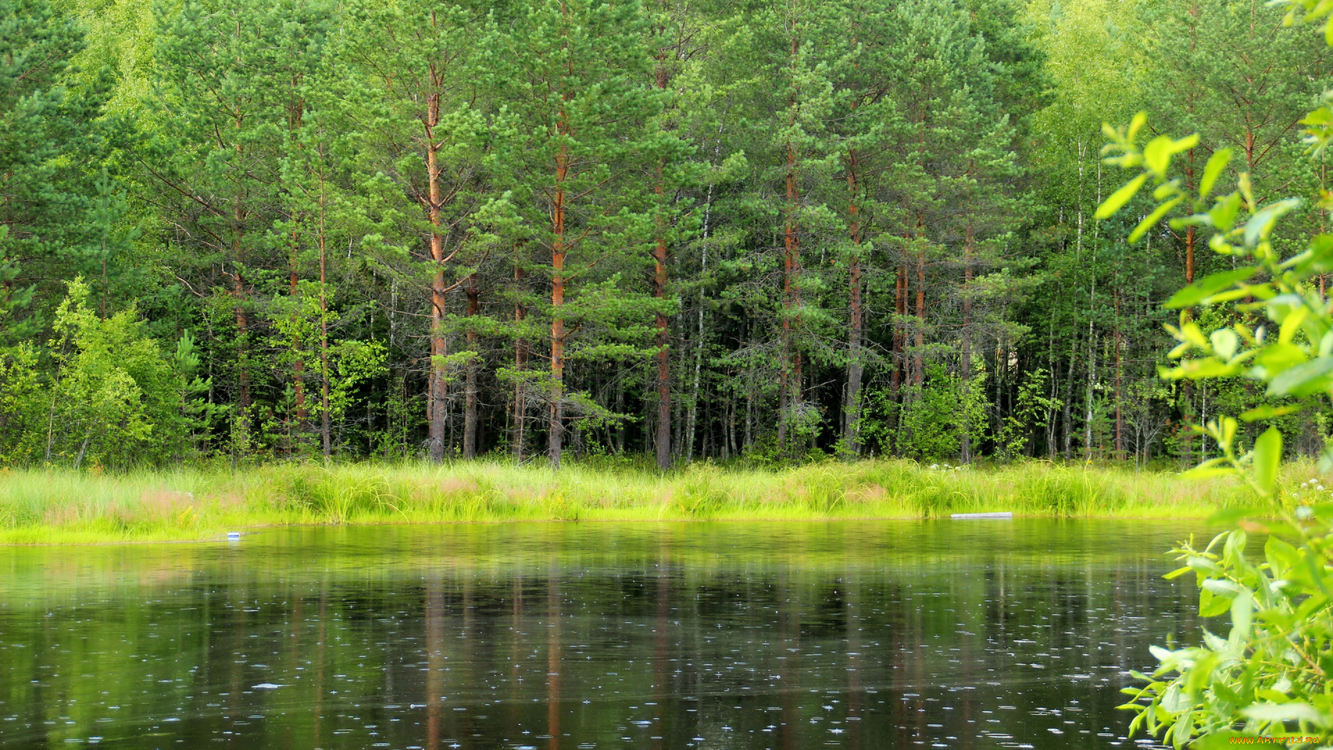 природа, реки, озера, россия, ленинградская, область, лес, озеро, деревья, трава, зелень