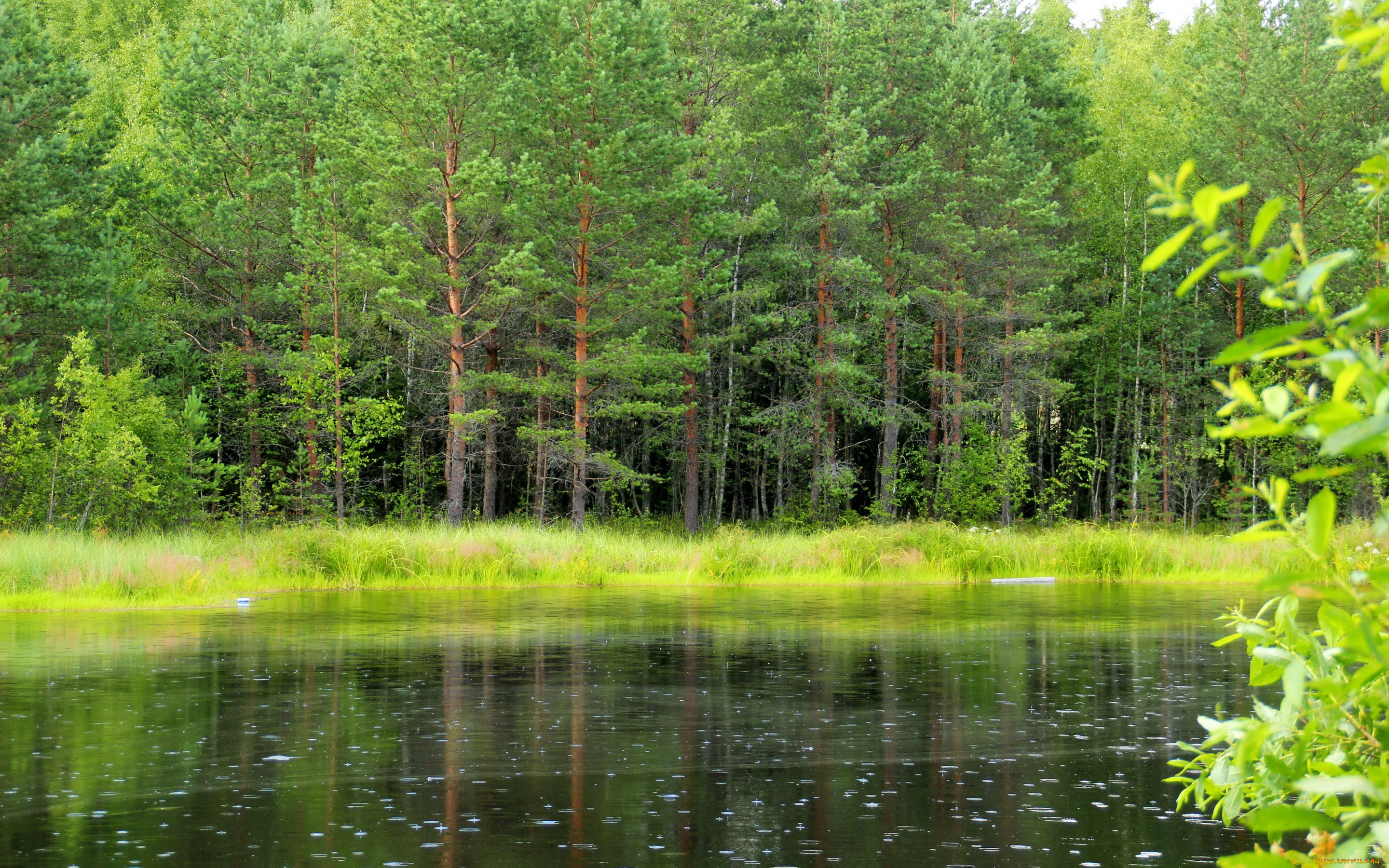 природа, реки, озера, россия, ленинградская, область, лес, озеро, деревья, трава, зелень