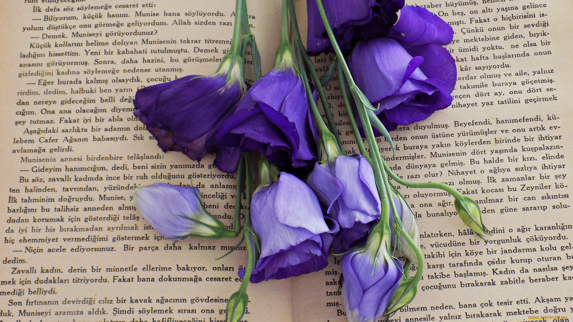 цветы, эустома, книга, синяя