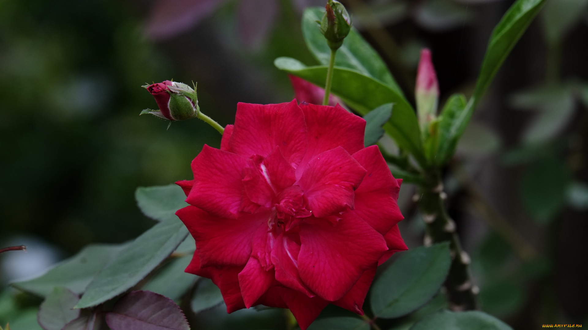 цветы, розы, цветение, роза, бутон, лепестки, листья, bud, blossoms, rose, petals, leaves