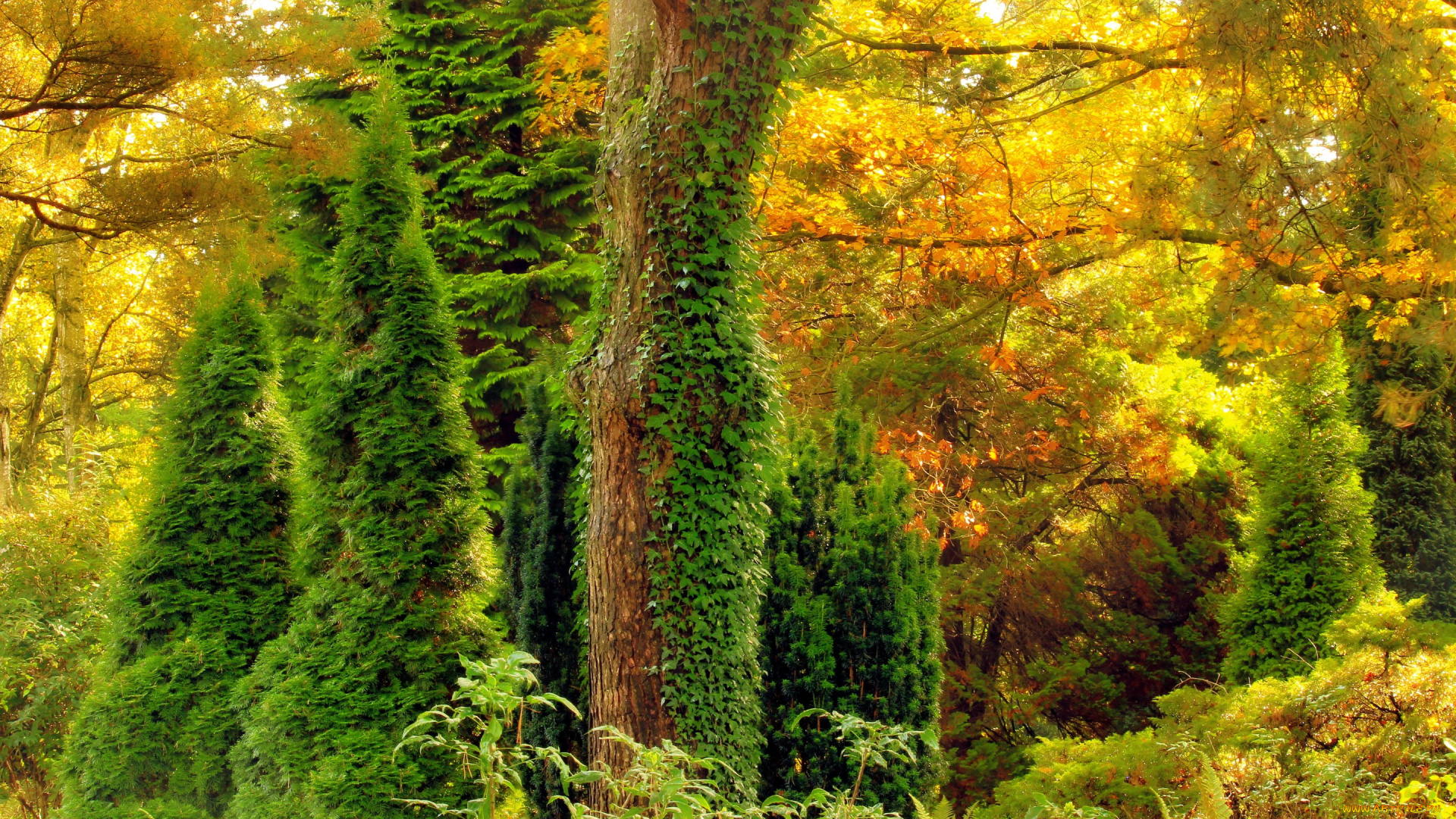 природа, лес, плющ, цвет, деревья, листья, заросли, осень
