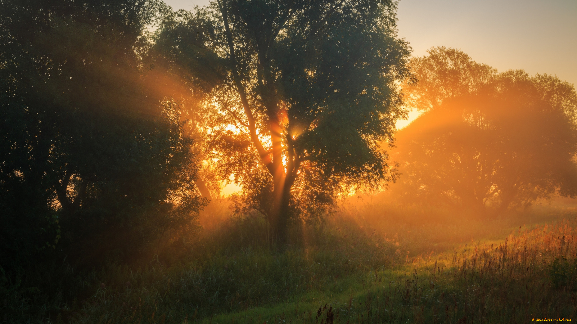 природа, лес, простор