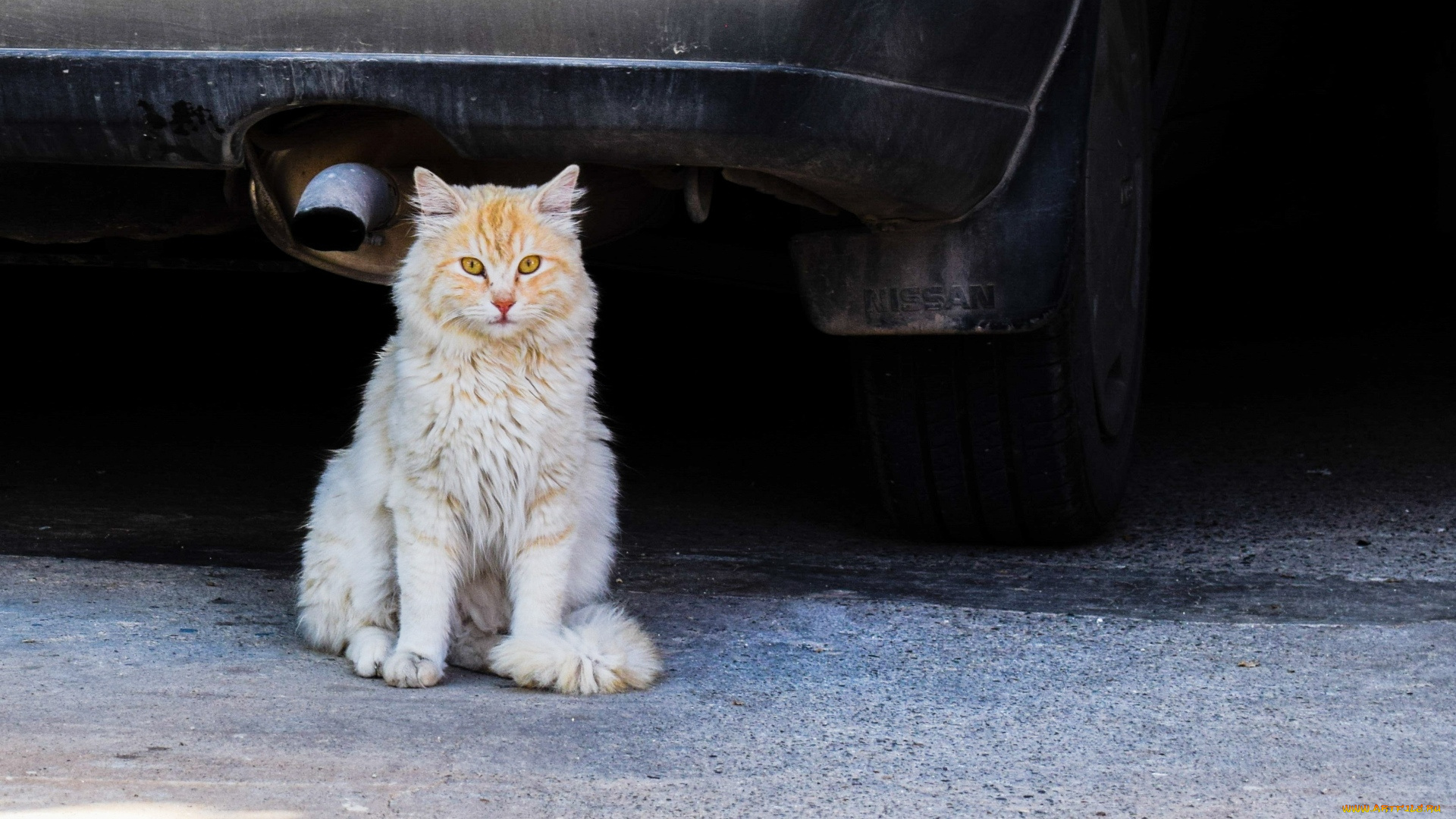 животные, коты, машина