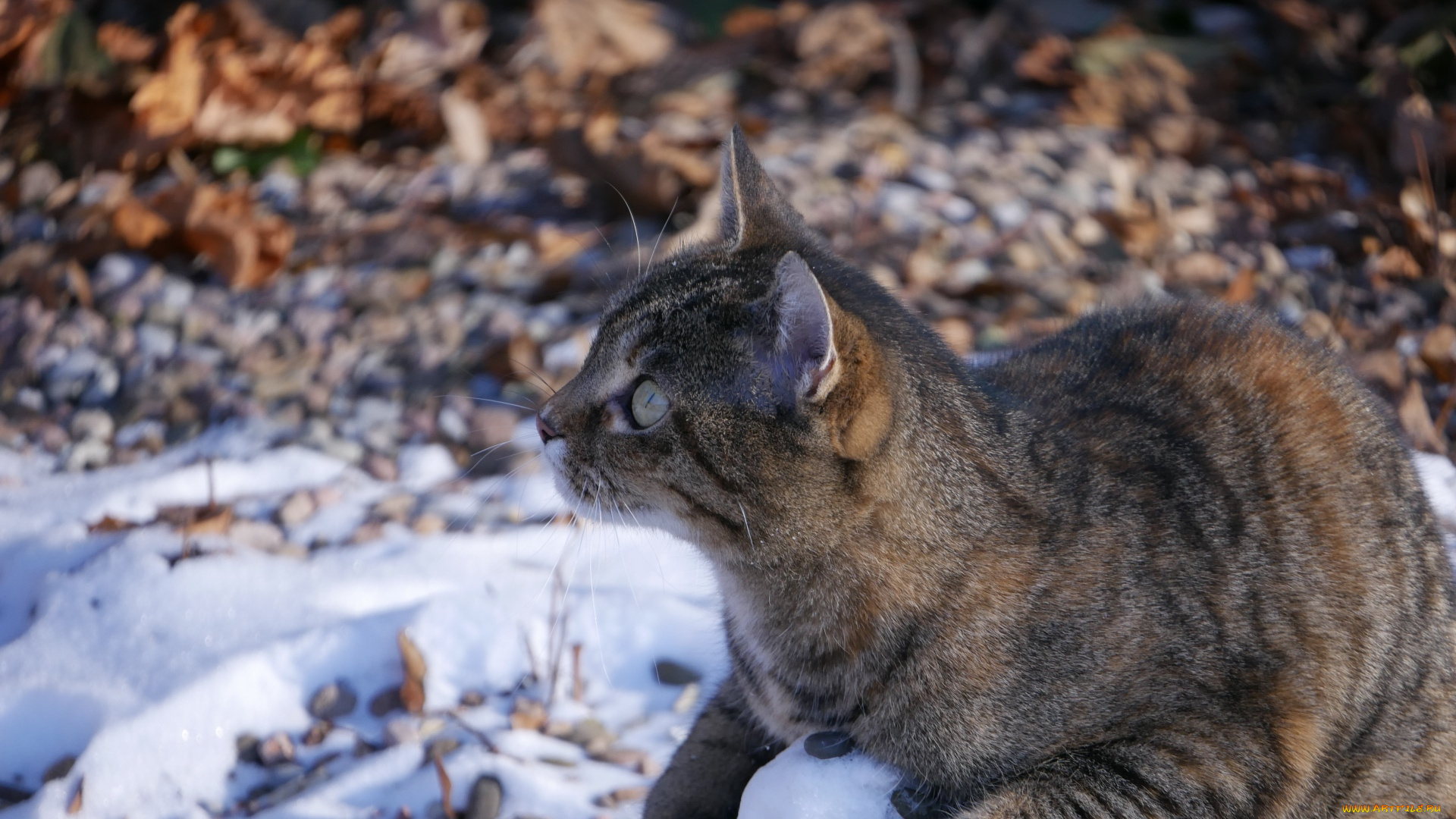 животные, коты, снег