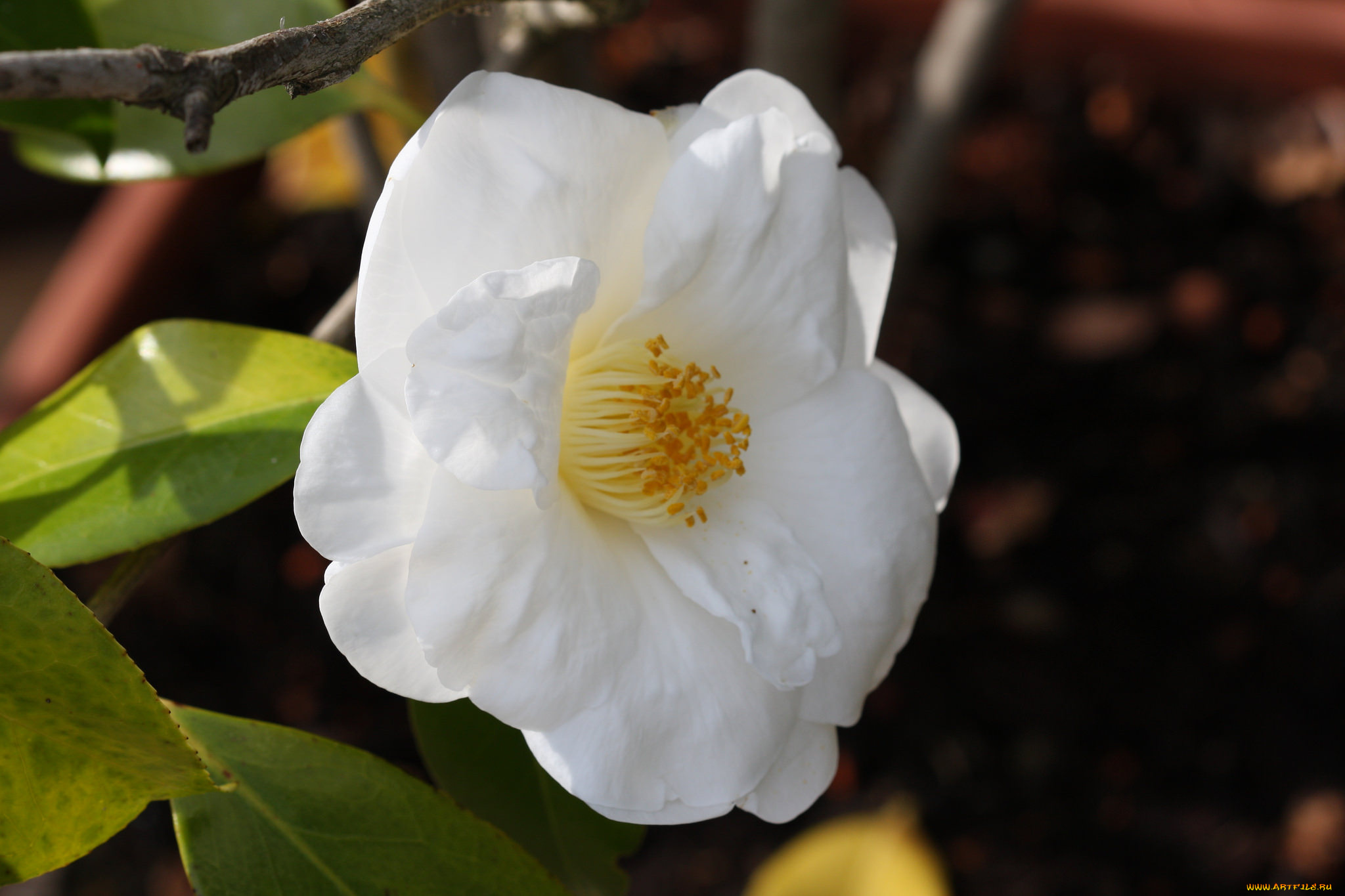 цветы, камелии, shrubs, bud, flowering, leaf, camellia, кустарник, цветение, бутон, листья, камелия