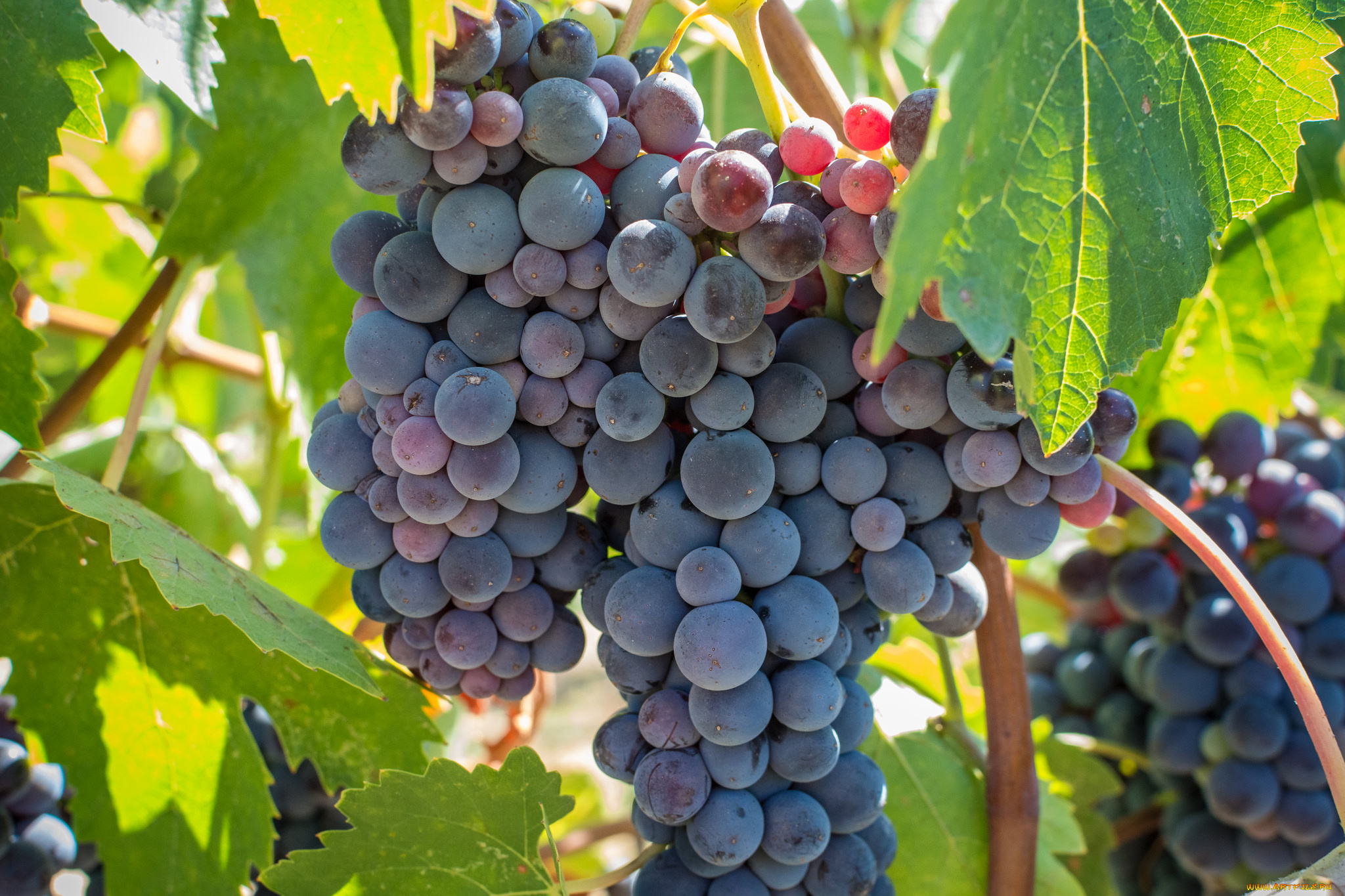 природа, Ягоды, , виноград, grapes, leaves, the, vineyard, виноград, грозди, листва, виноградник