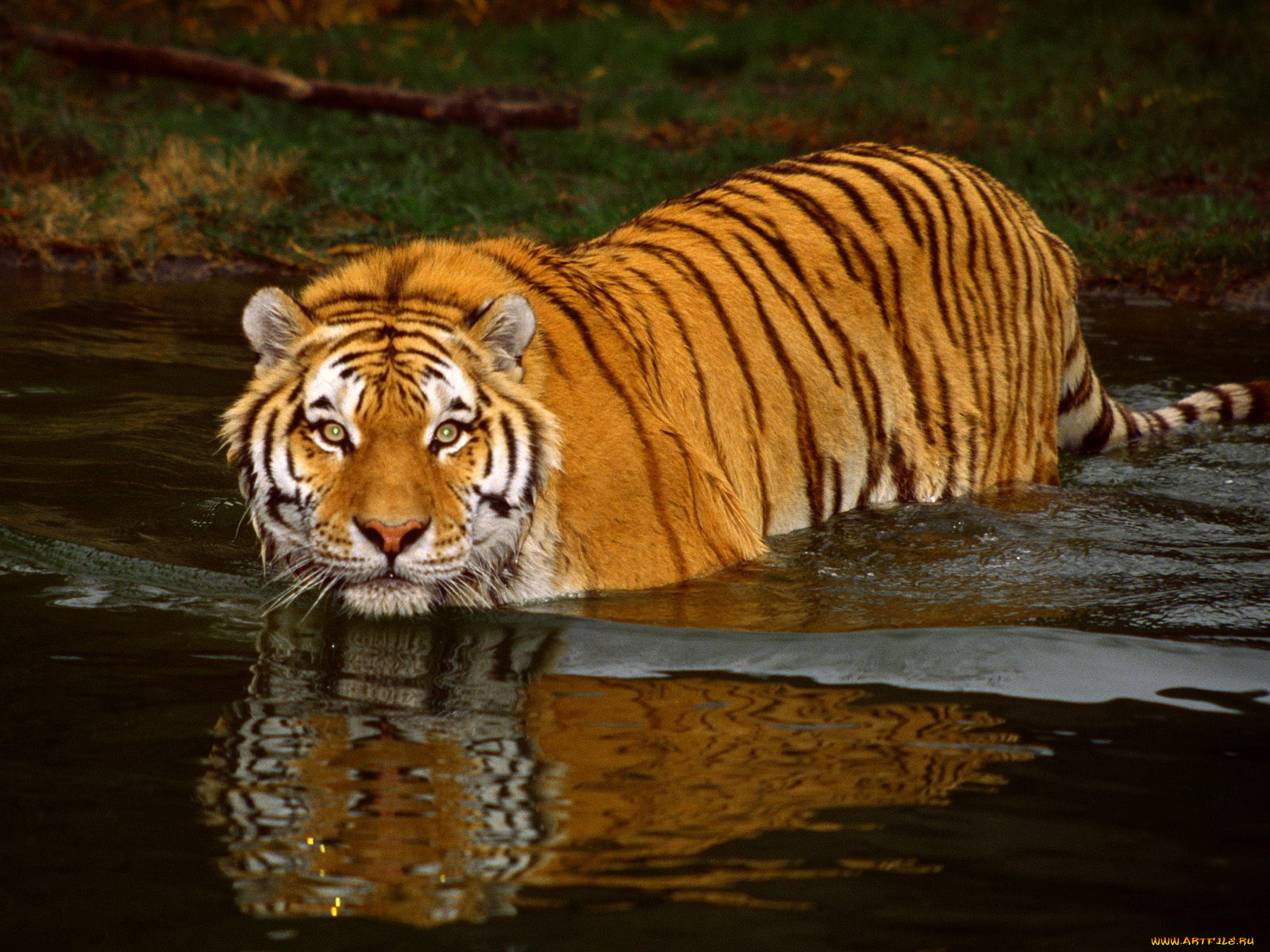 swimming, tiger, животные, тигры