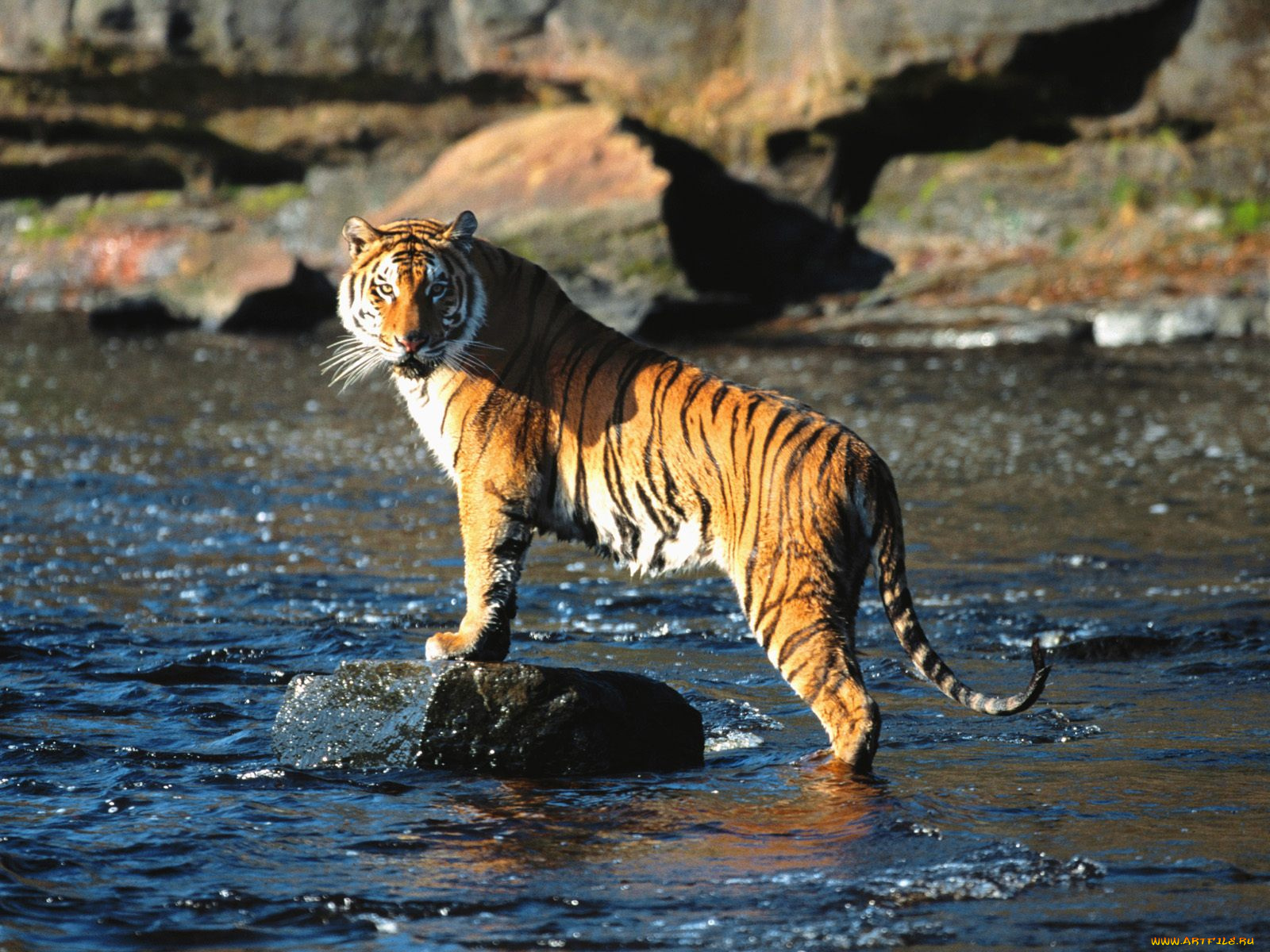 Тигр возле речки скачать