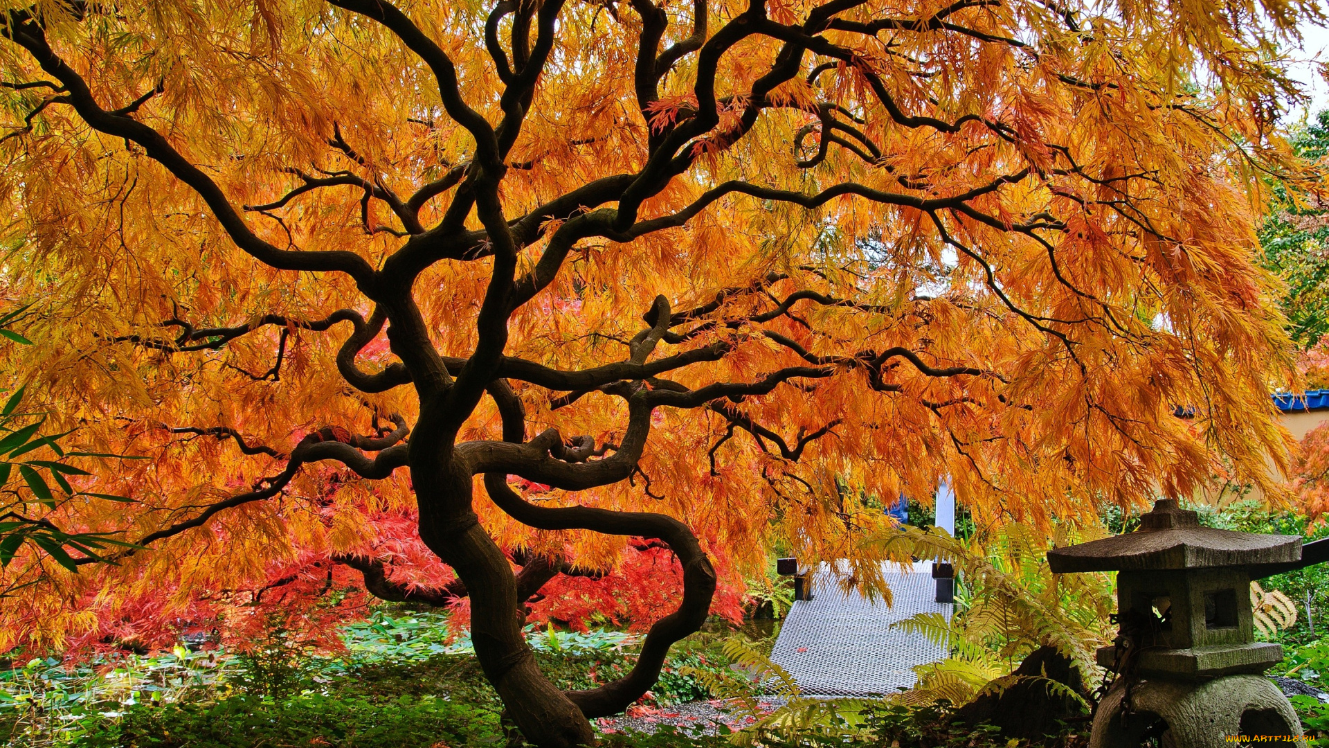 Японский, клен, природа, деревья, осень, оранжевый