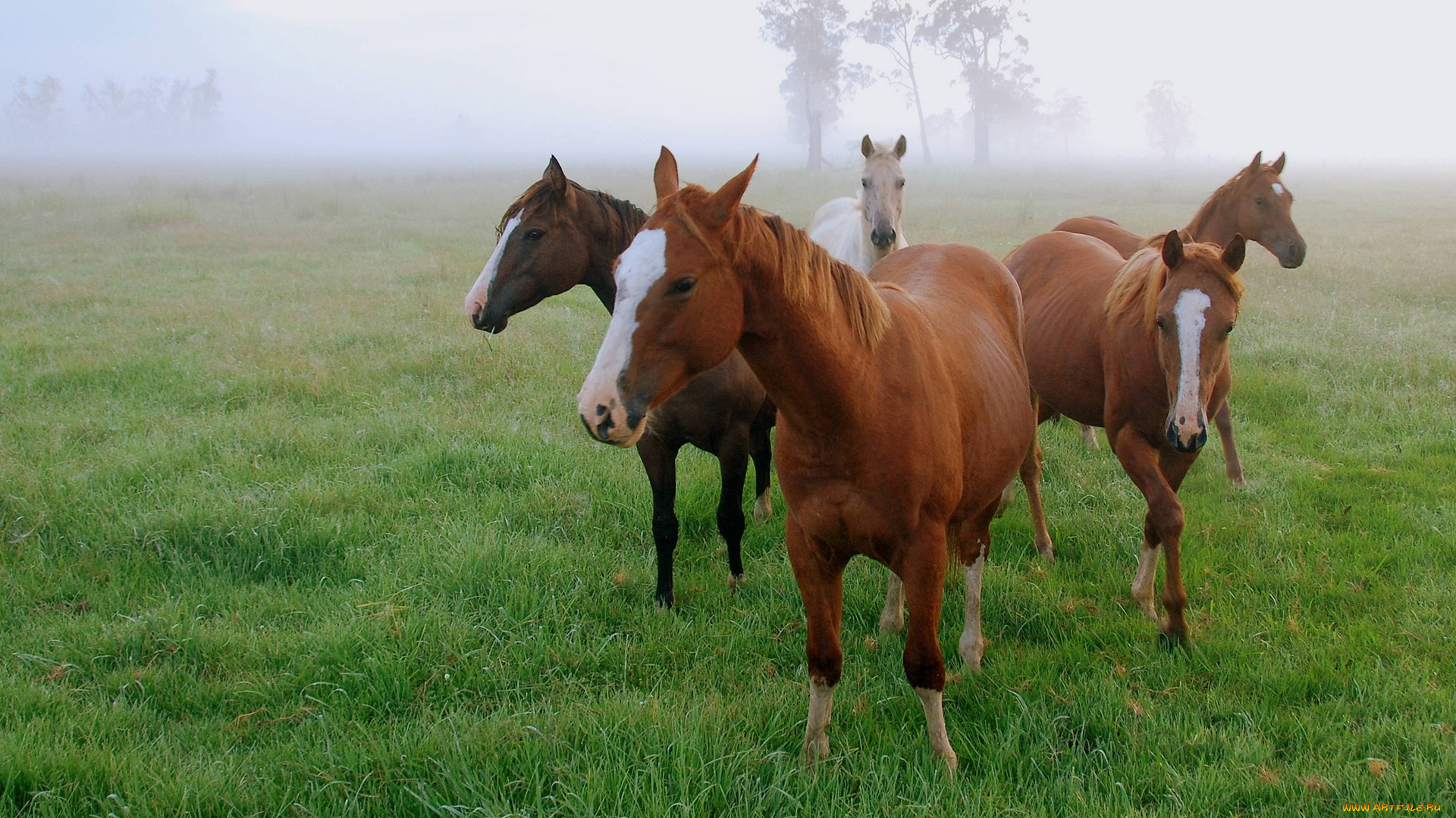 животные, лошади, трава, туман, поле, утро