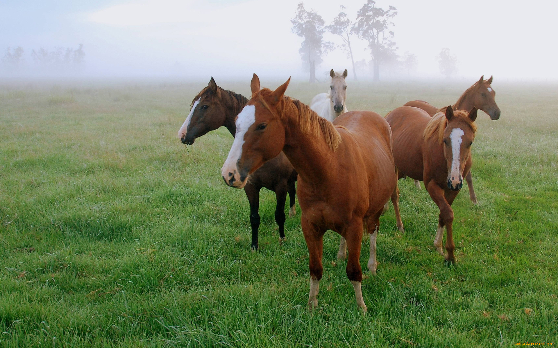 животные, лошади, трава, туман, поле, утро