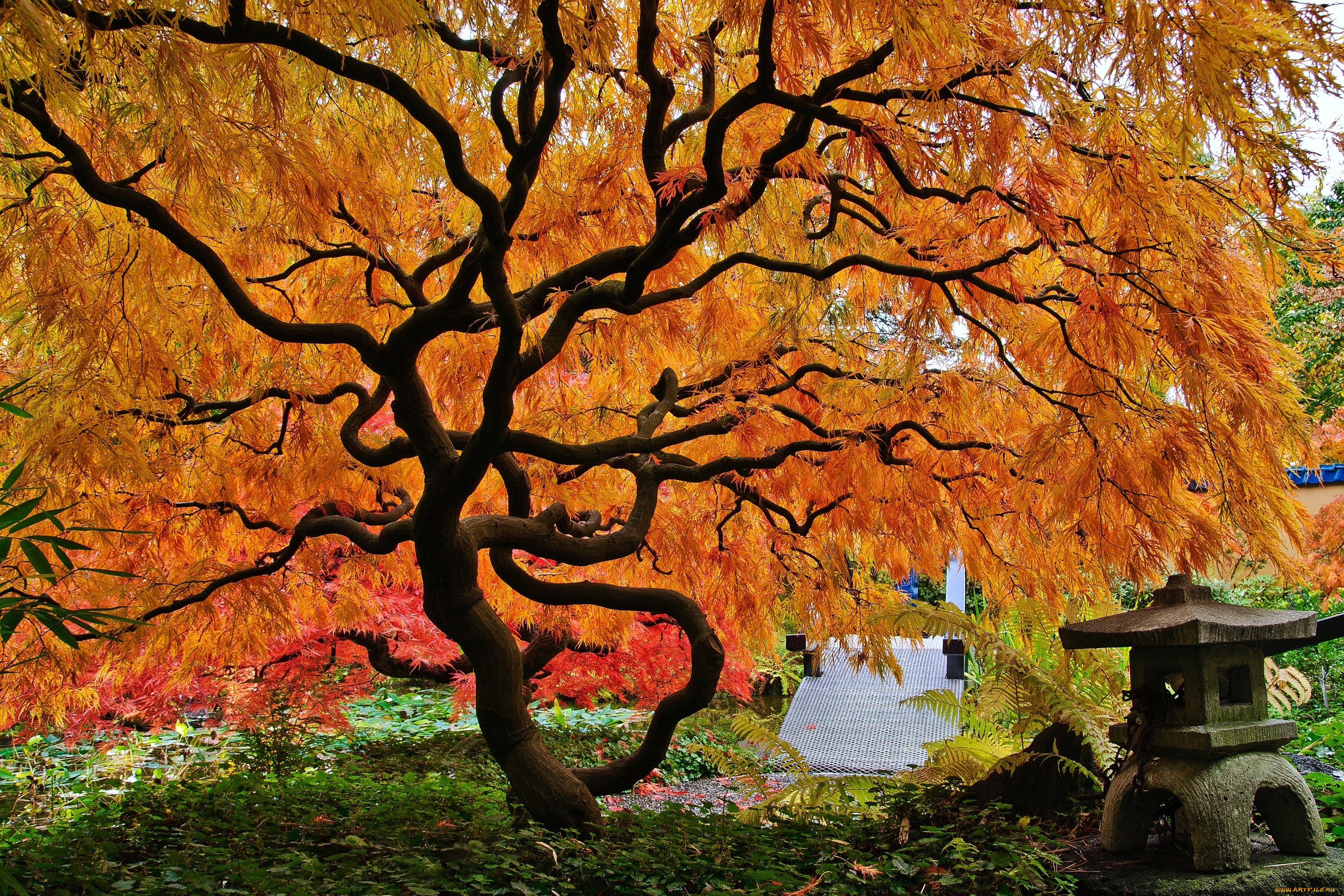 Японский, клен, природа, деревья, осень, оранжевый