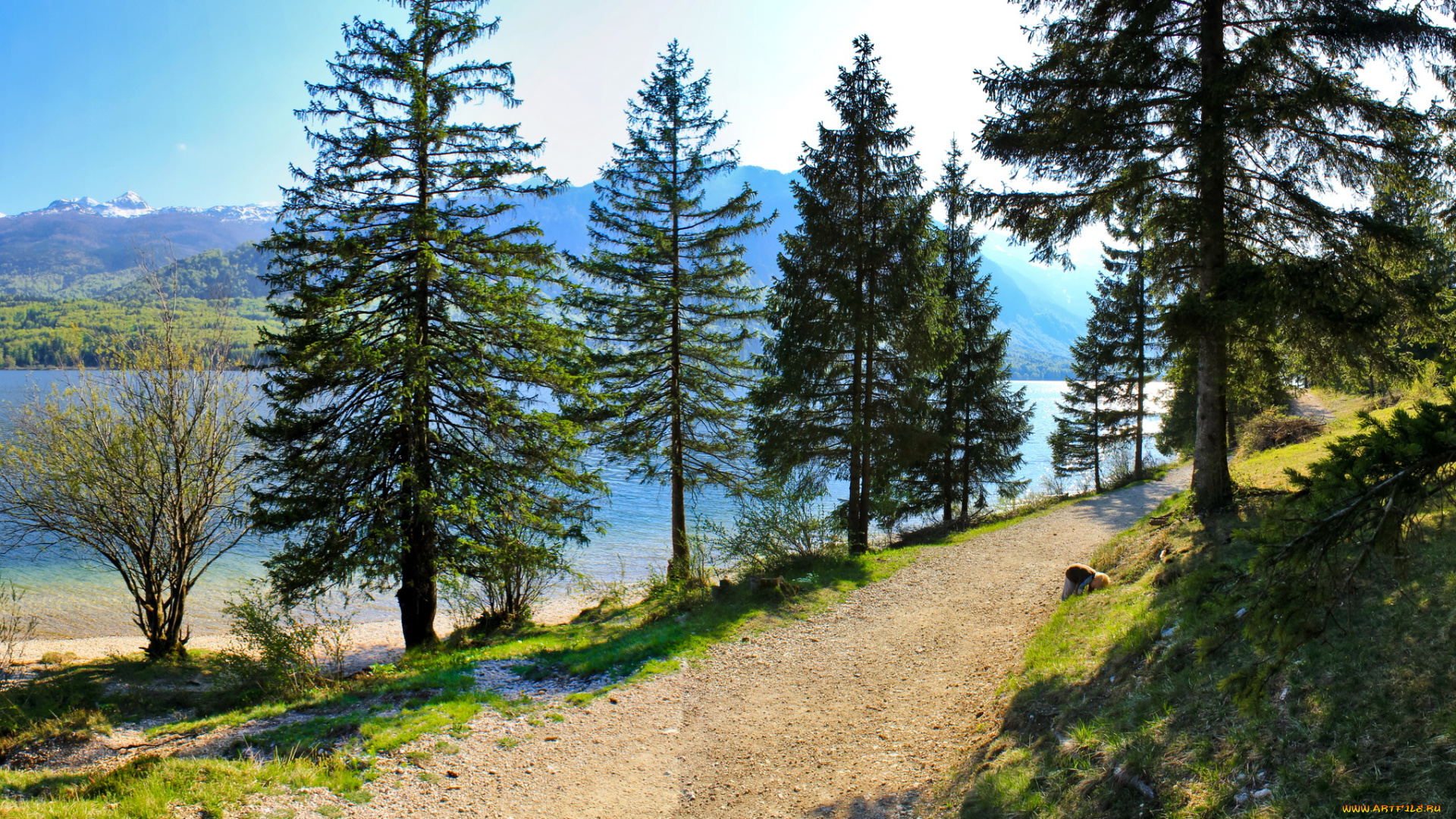 словения, bohinj, lake, природа, реки, озера, озеро, деревья