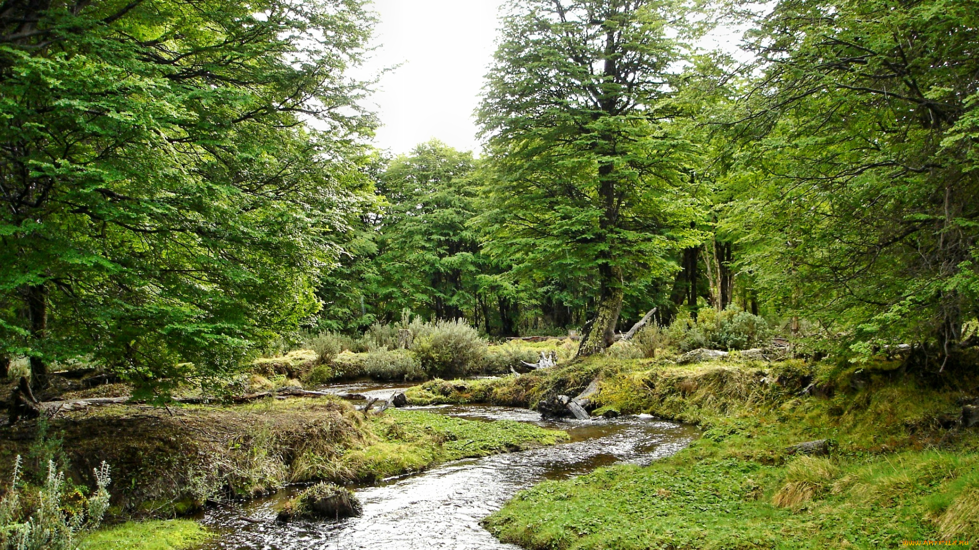 tierra, del, fuego, природа, реки, озера, река, лес, зелень, лето, трава