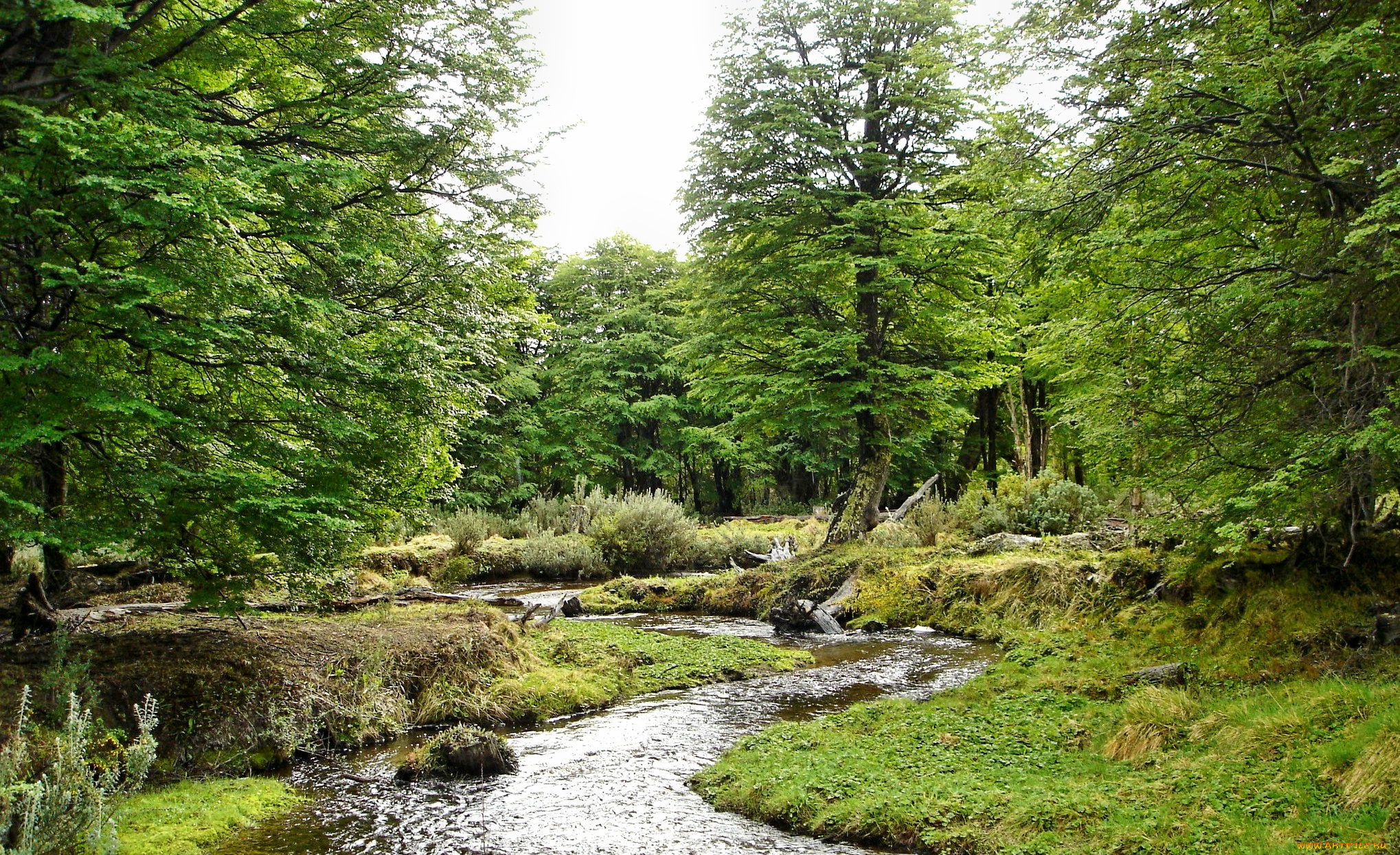 tierra, del, fuego, природа, реки, озера, река, лес, зелень, лето, трава