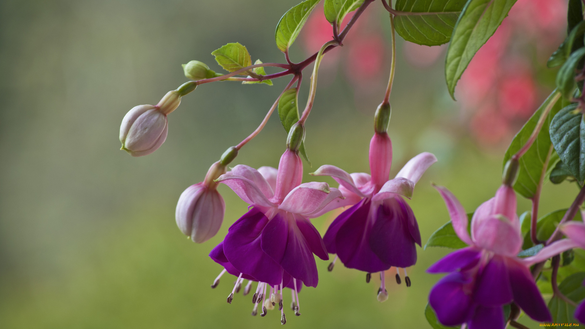 цветы, фуксия, цветение, fuchsia, flowering