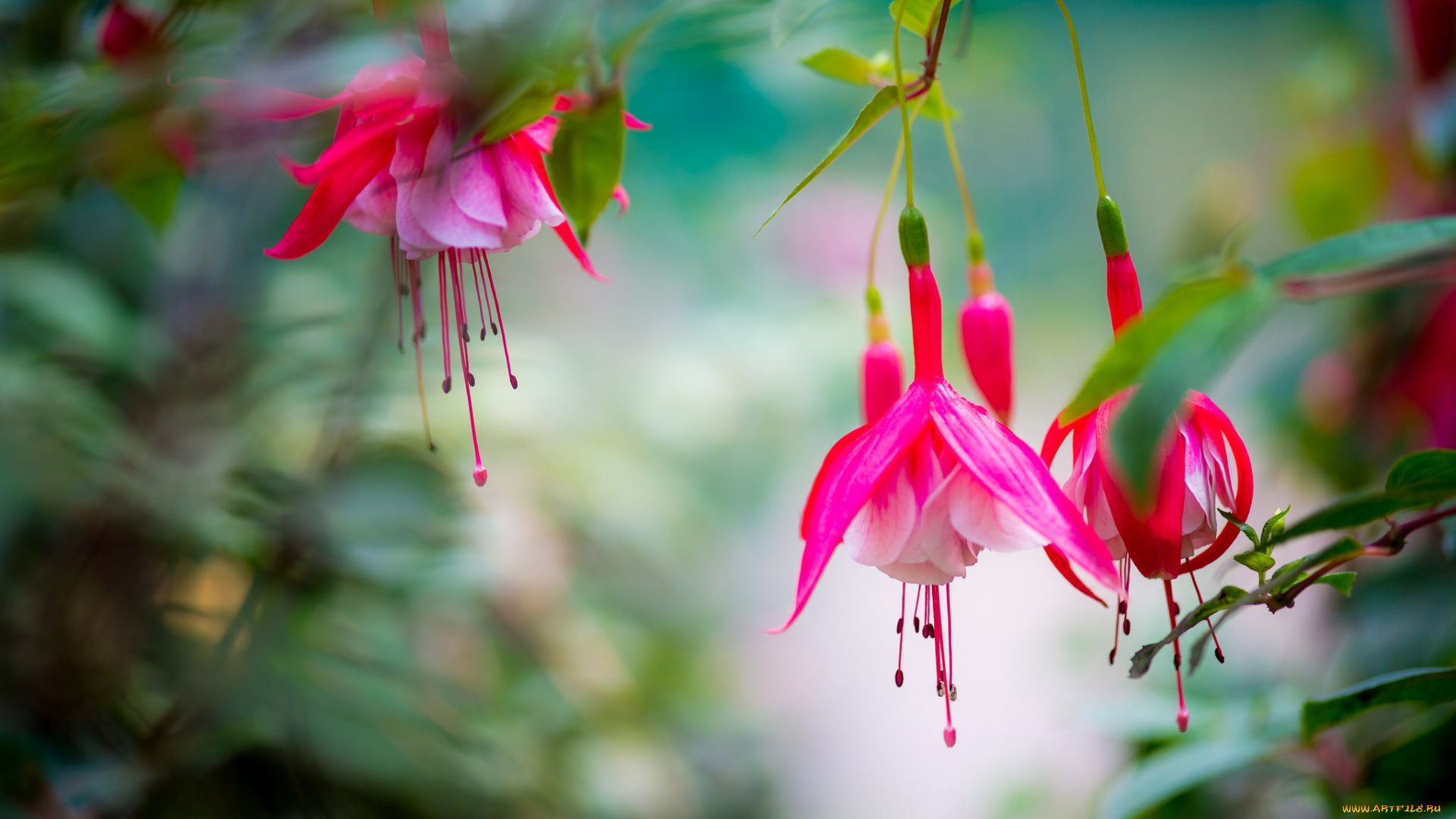 цветы, фуксия, flowering, fuchsia, цветение