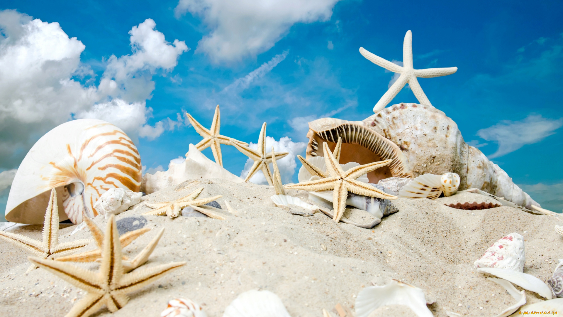 разное, ракушки, , кораллы, , декоративные, и, spa-камни, sky, sand, summer, sunshine, sea, beach, starfishes, seashells, море, солнце, песок, пляж, звезды