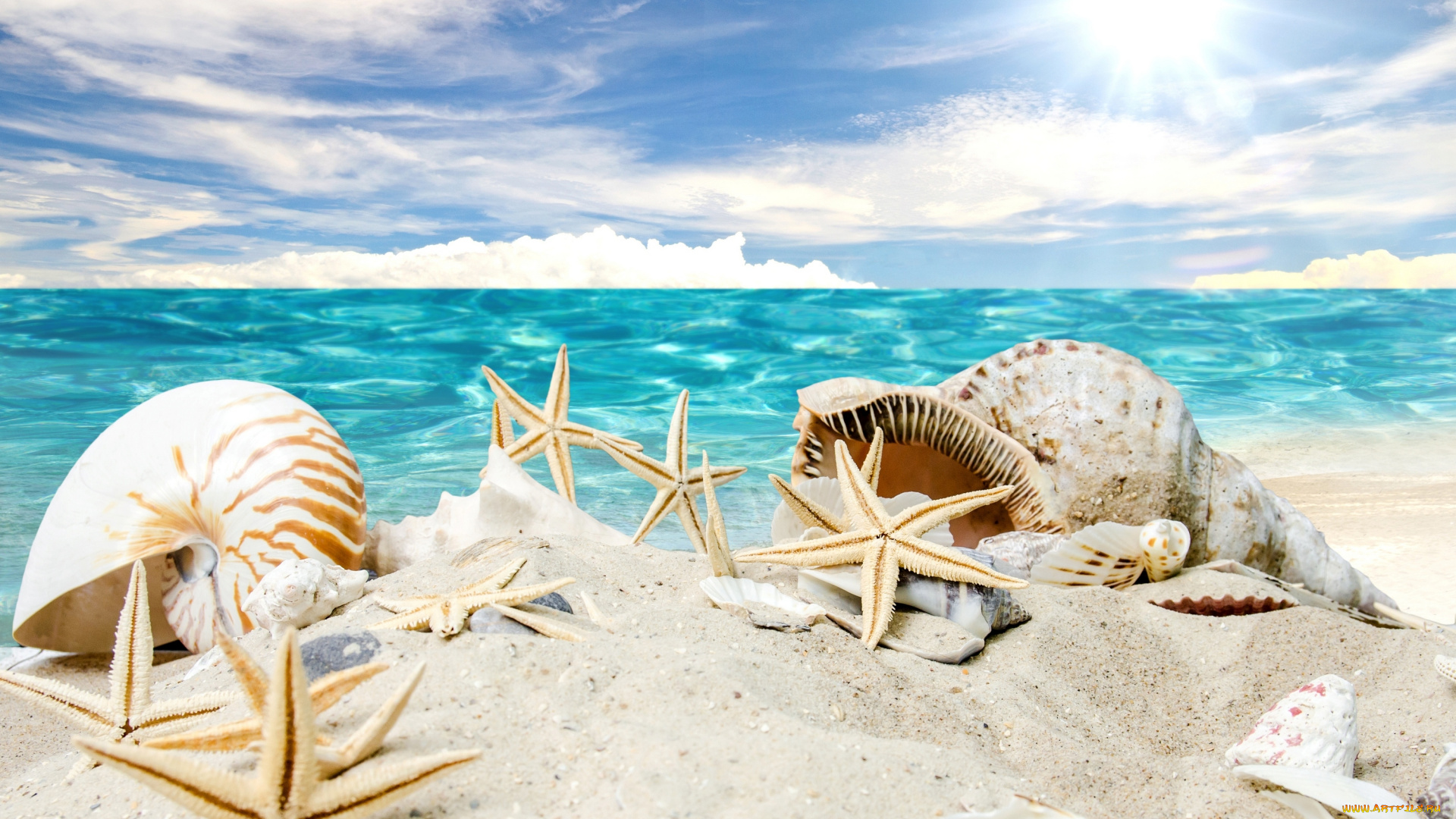 разное, ракушки, , кораллы, , декоративные, и, spa-камни, beach, starfishes, summer, sunshine, seashells, песок, солнце, море, пляж, sea, звезды, sand