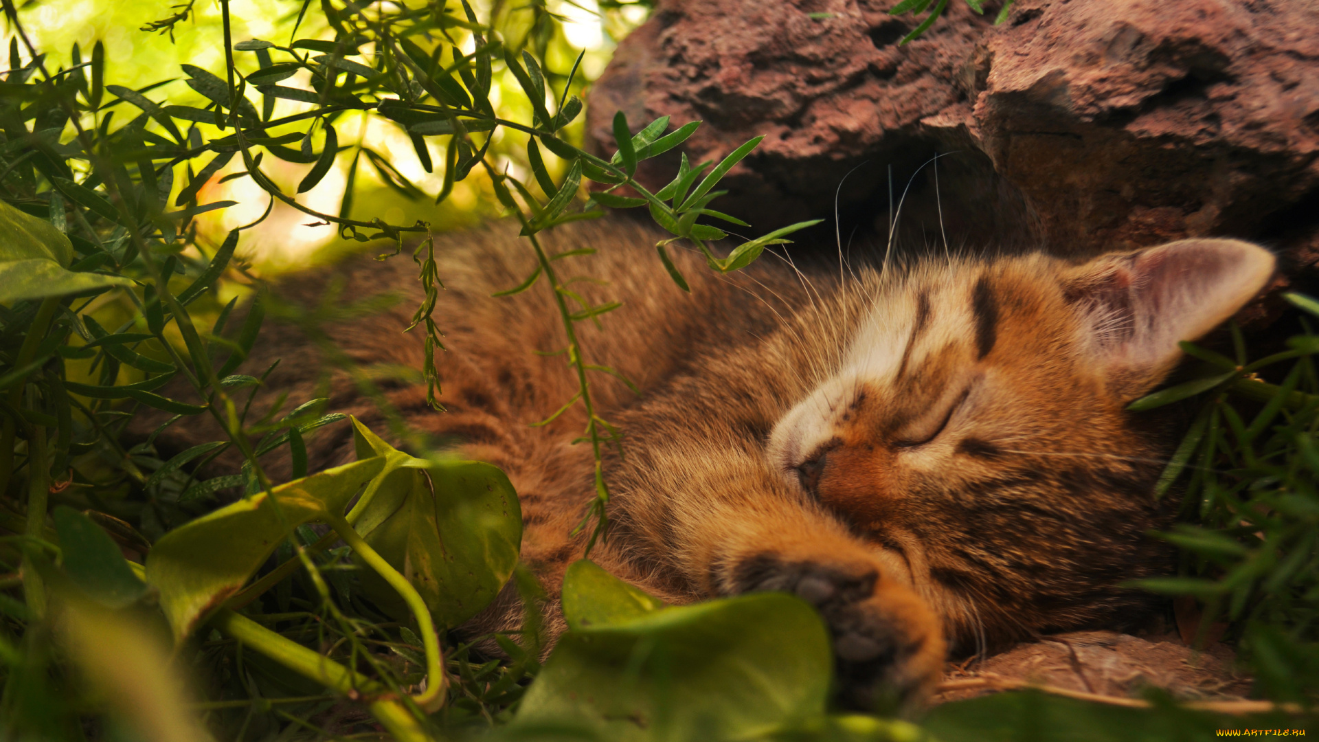 животные, коты, природа, трава, кот, киса, спит