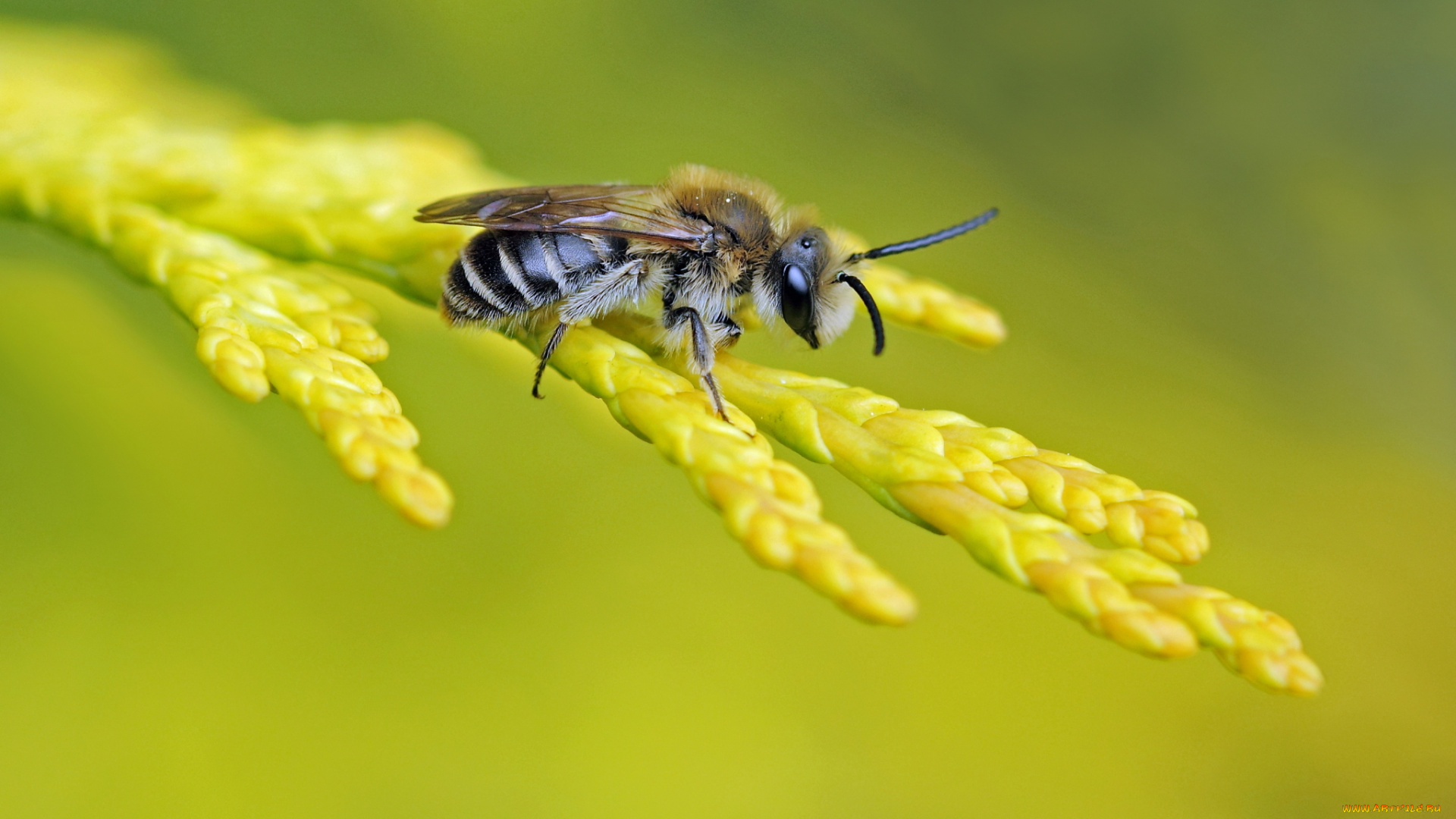 животные, пчелы, , осы, , шмели, фон, пчела, ветка, насекомое