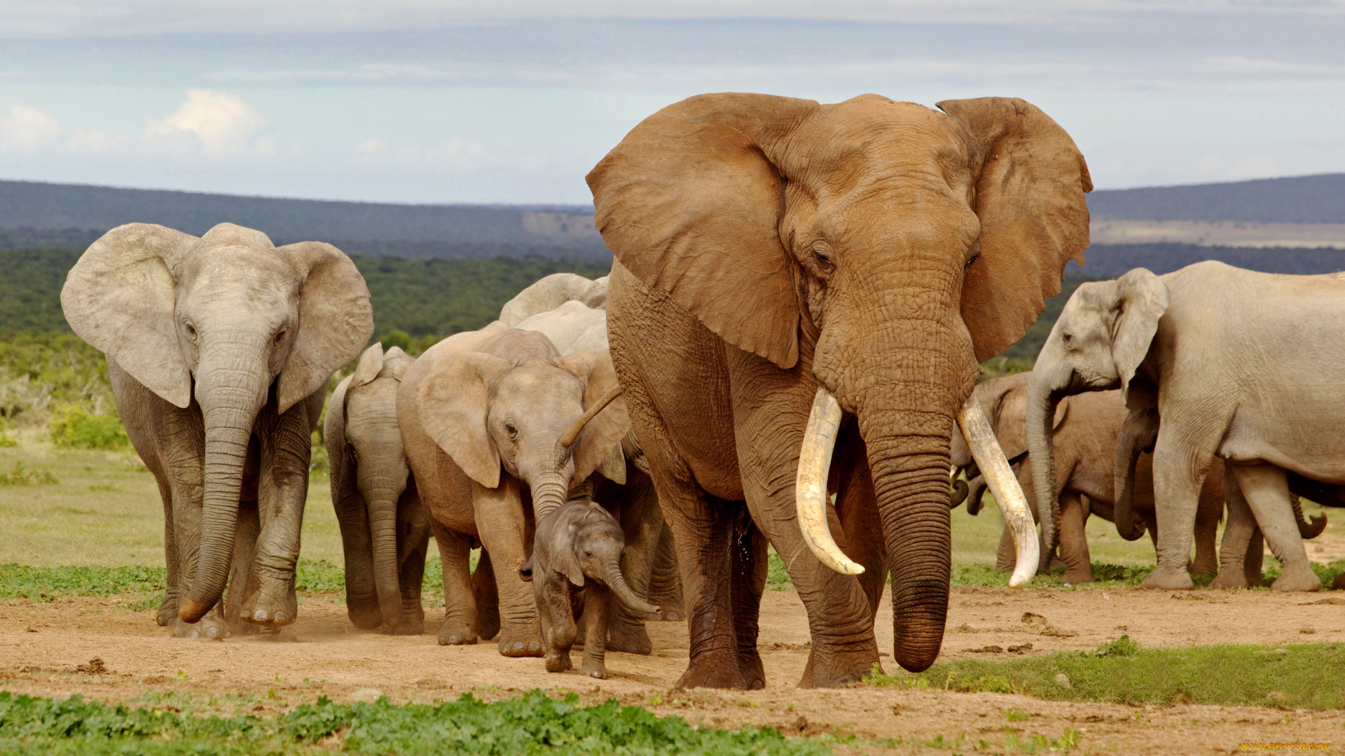 животные, слоны, elephants, африка, africa