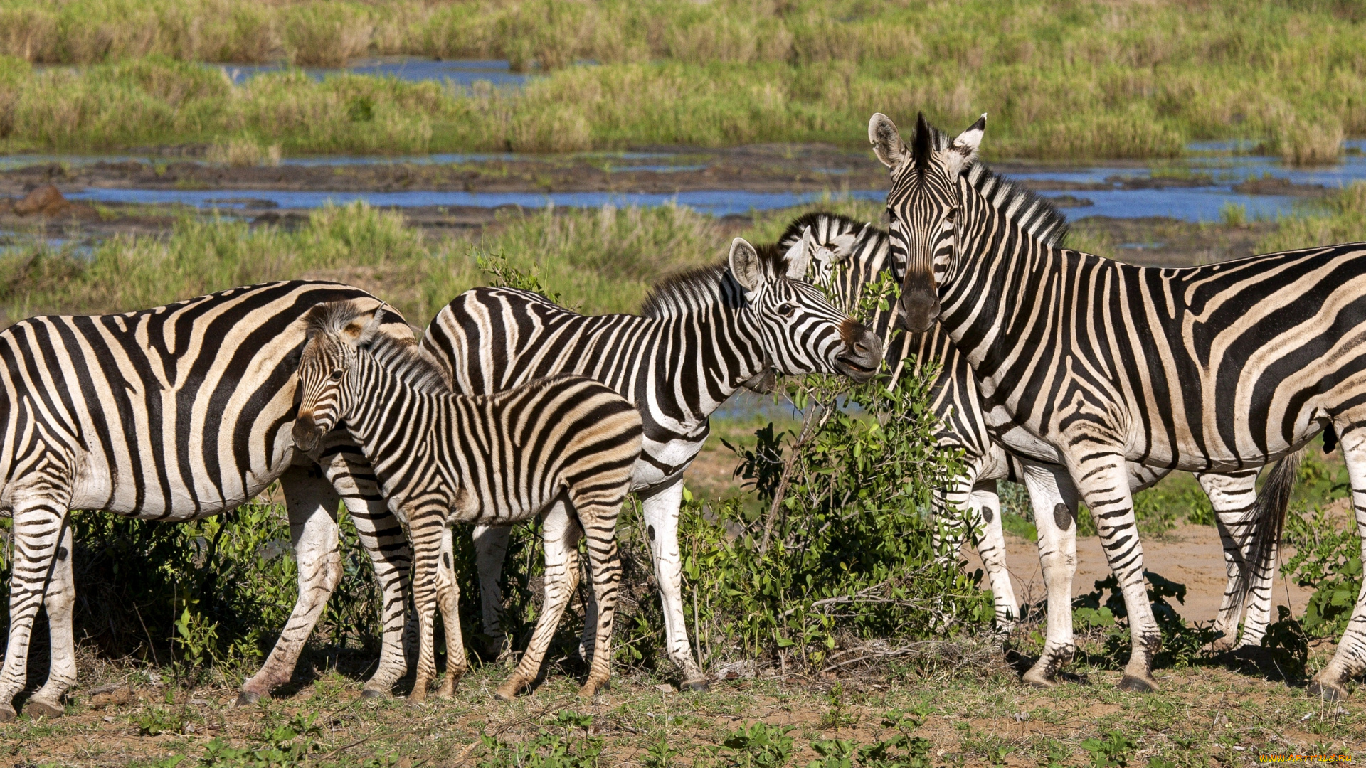 животные, зебры, африка, zebras, africa