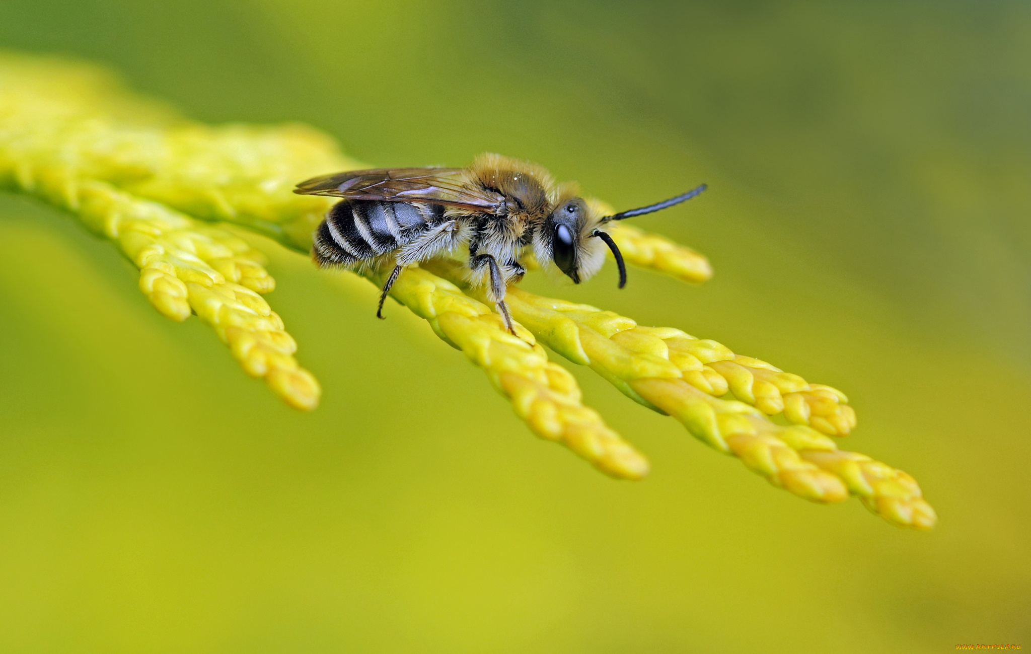 животные, пчелы, , осы, , шмели, фон, пчела, ветка, насекомое