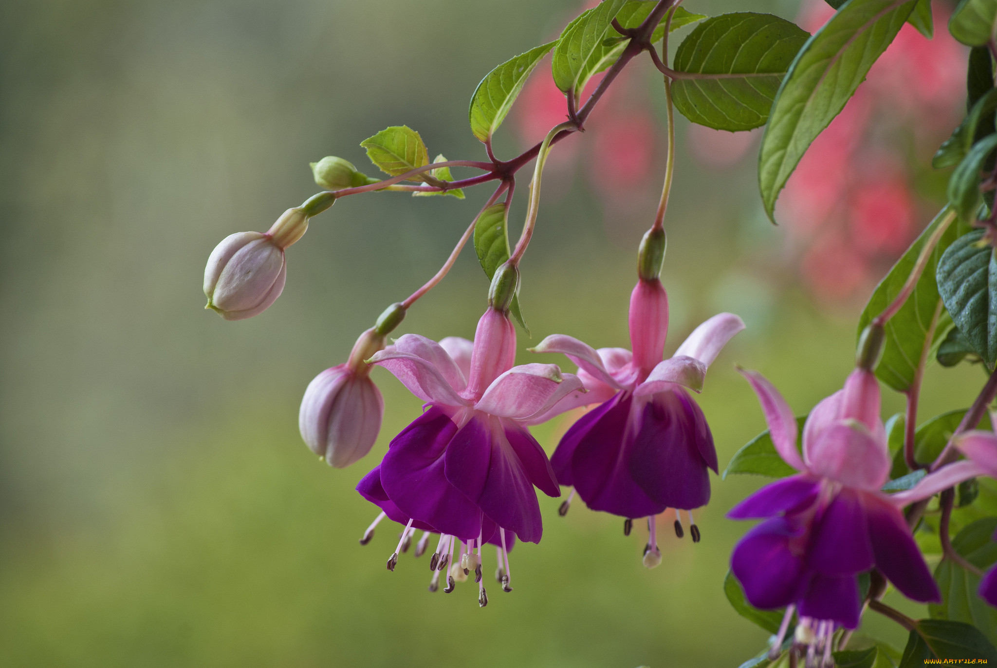 цветы, фуксия, цветение, fuchsia, flowering