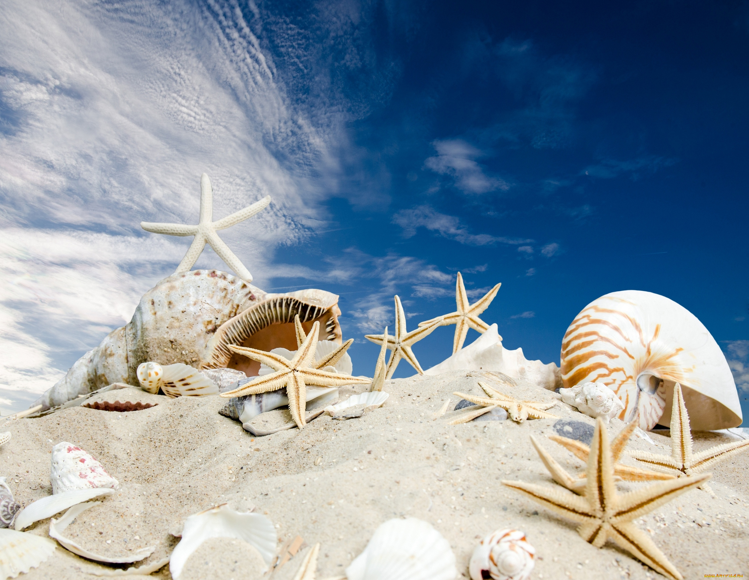 разное, ракушки, , кораллы, , декоративные, и, spa-камни, sky, sand, summer, sunshine, seashells, sea, beach, starfishes, песок, звезды, пляж, море, солнце