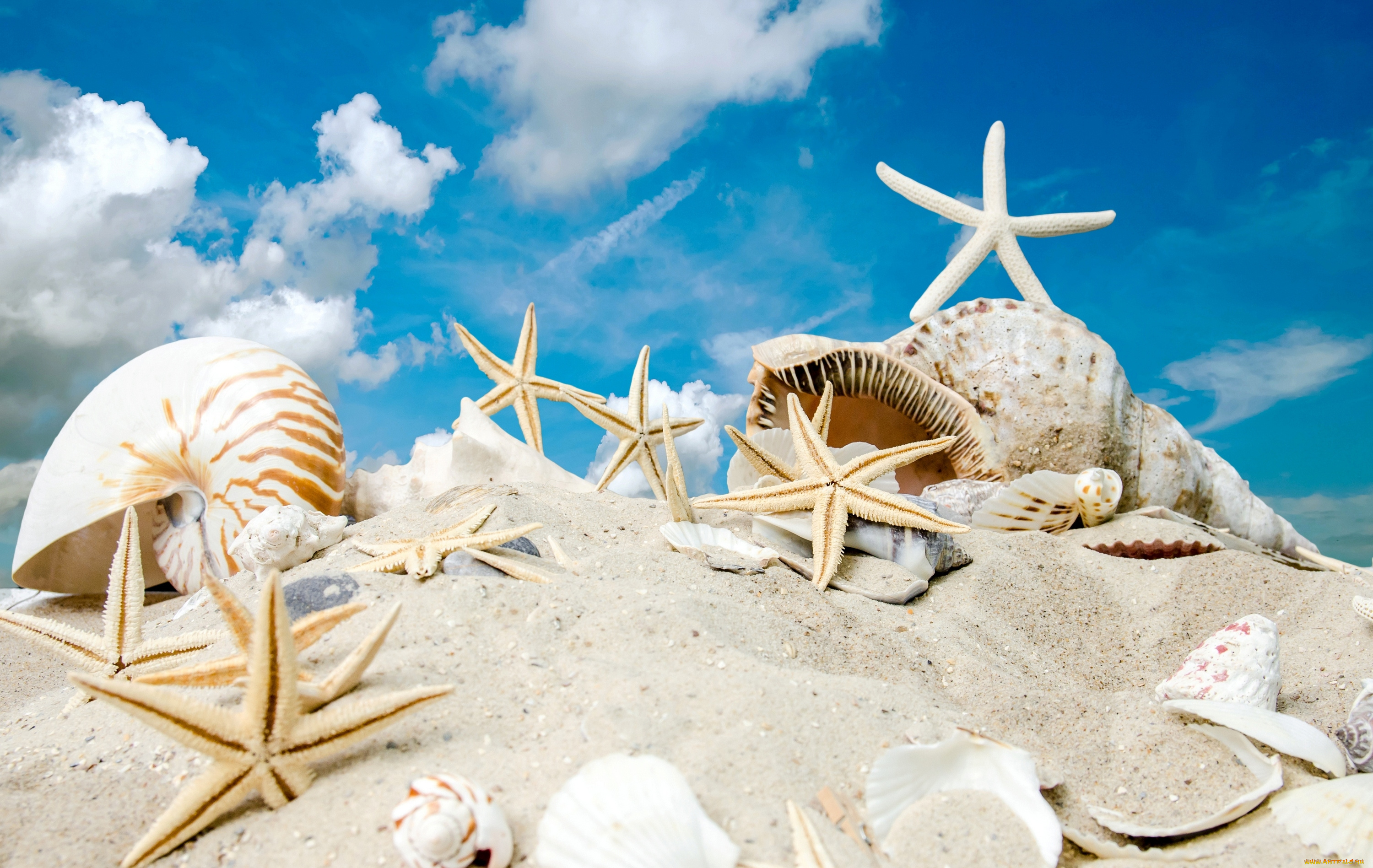 разное, ракушки, , кораллы, , декоративные, и, spa-камни, sky, sand, summer, sunshine, sea, beach, starfishes, seashells, море, солнце, песок, пляж, звезды